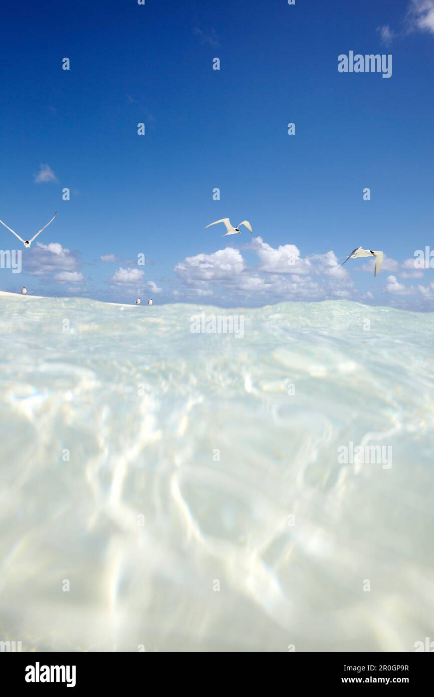 Water and seagulls near Heron Island, eastern part is part of the Capricornia Cays National Park, Great Barrier Reef Marine Park, UNESCO World Heritag Stock Photo
