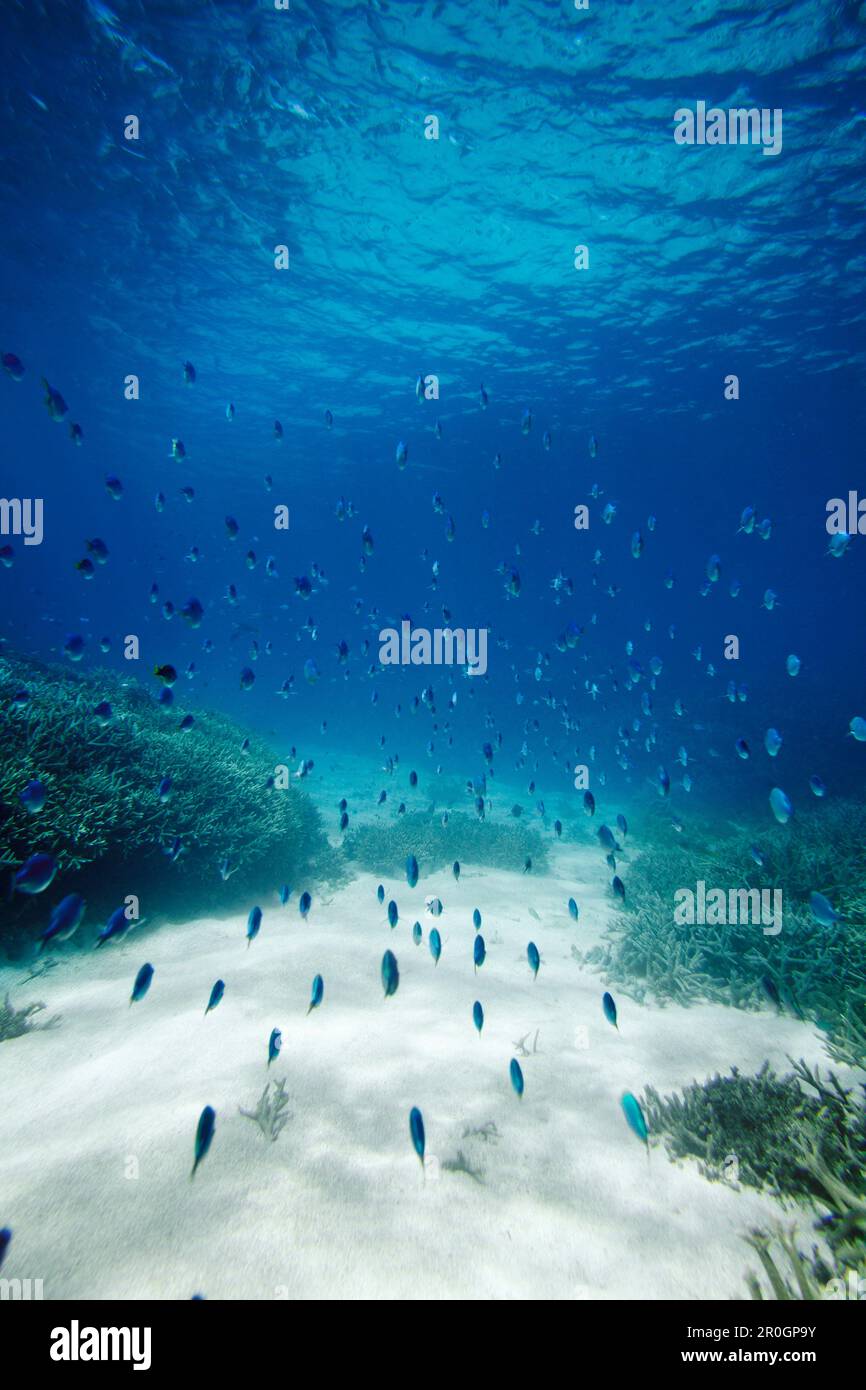 Shoal of blue reef fish, Wilson Island, part of the Capricornia Cays National Park, Great Barrier Reef Marine Park, UNESCO World Heritage Site, Queens Stock Photo