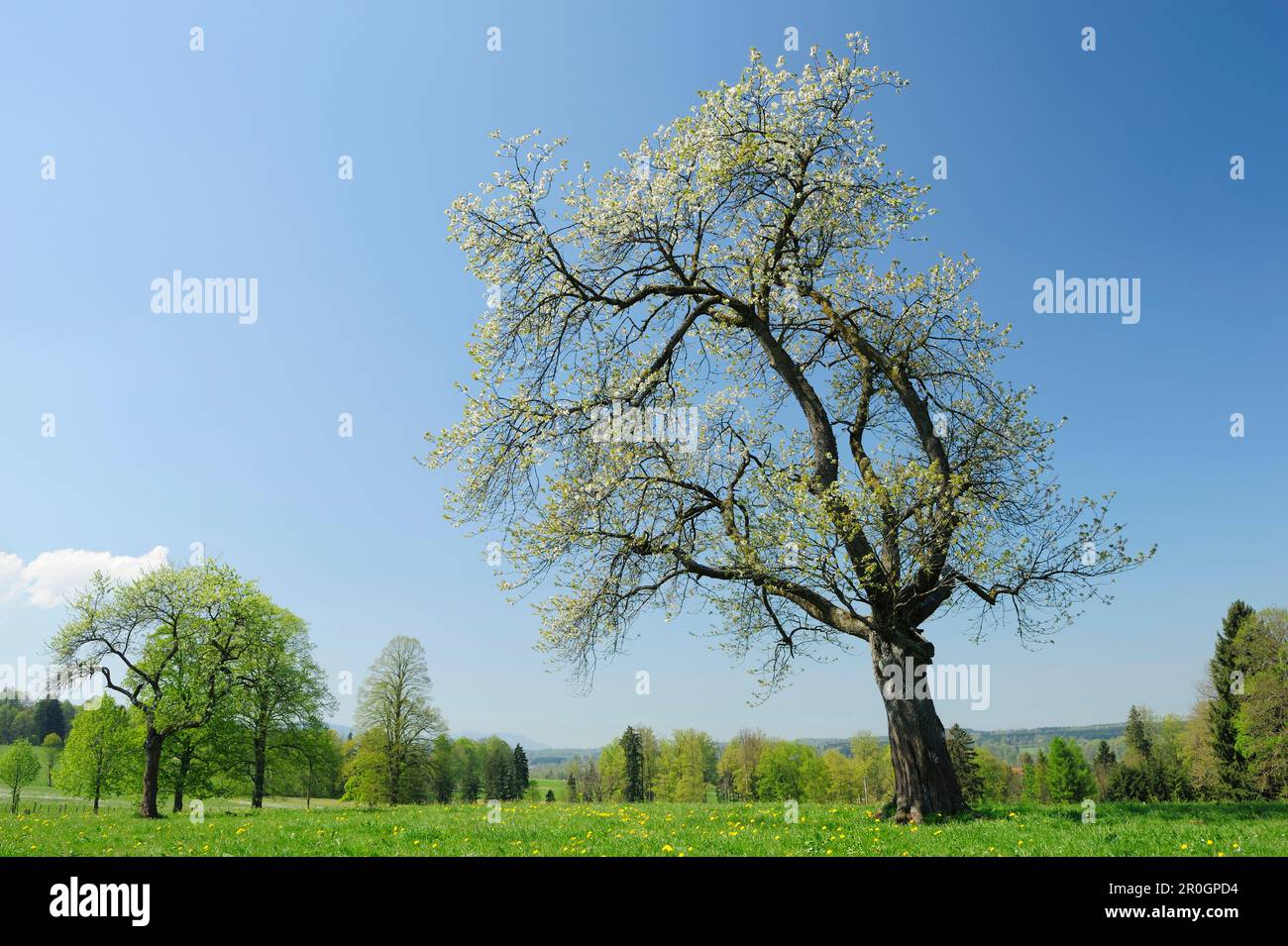 Fruit tree in blossom on meadow, Upper Bavaria, Bavaria, Germany Stock Photo