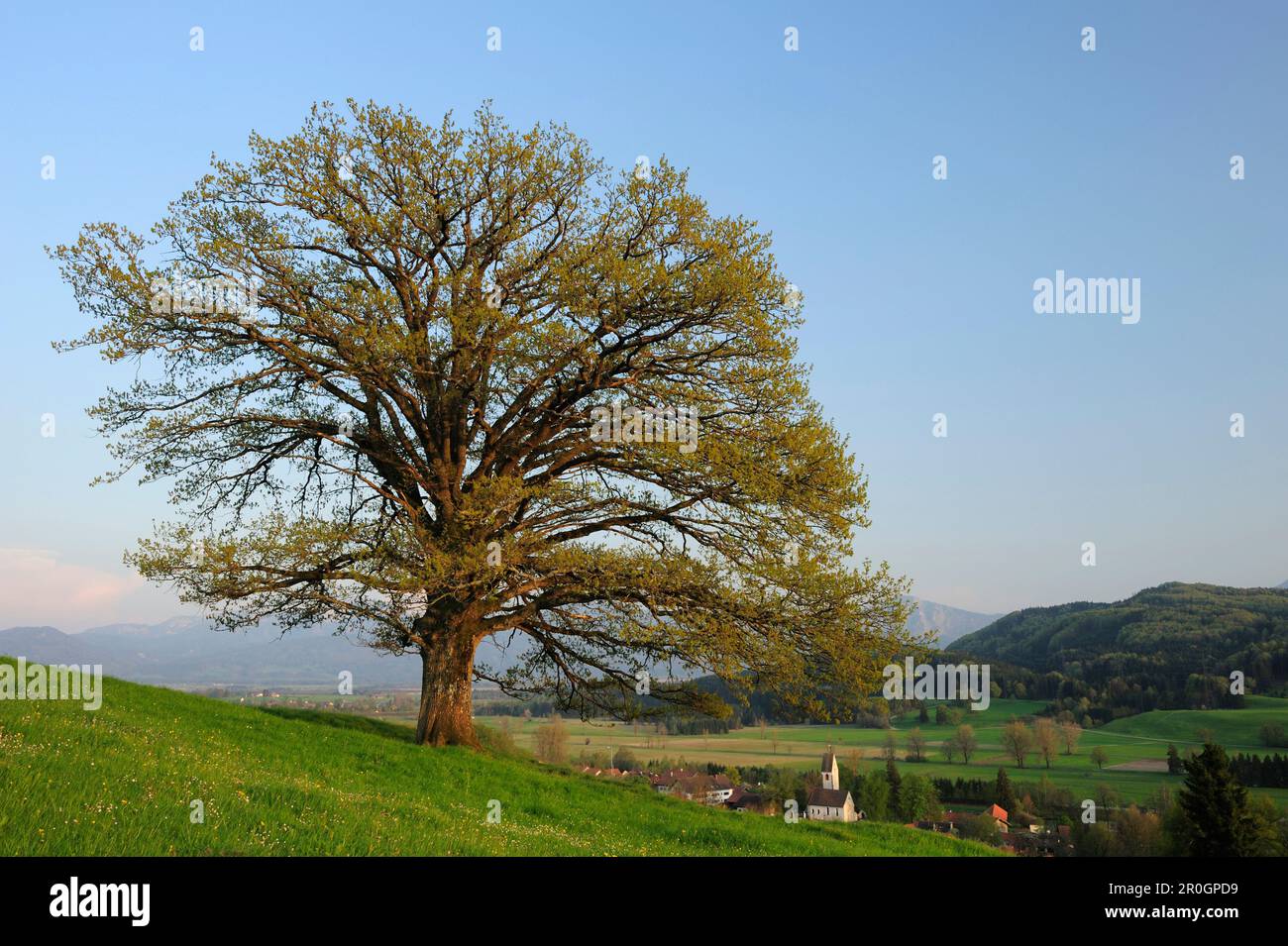 Oak tree on meadow in spring, Werdenfelser Land, Upper Bavaria, Bavaria, Germany Stock Photo