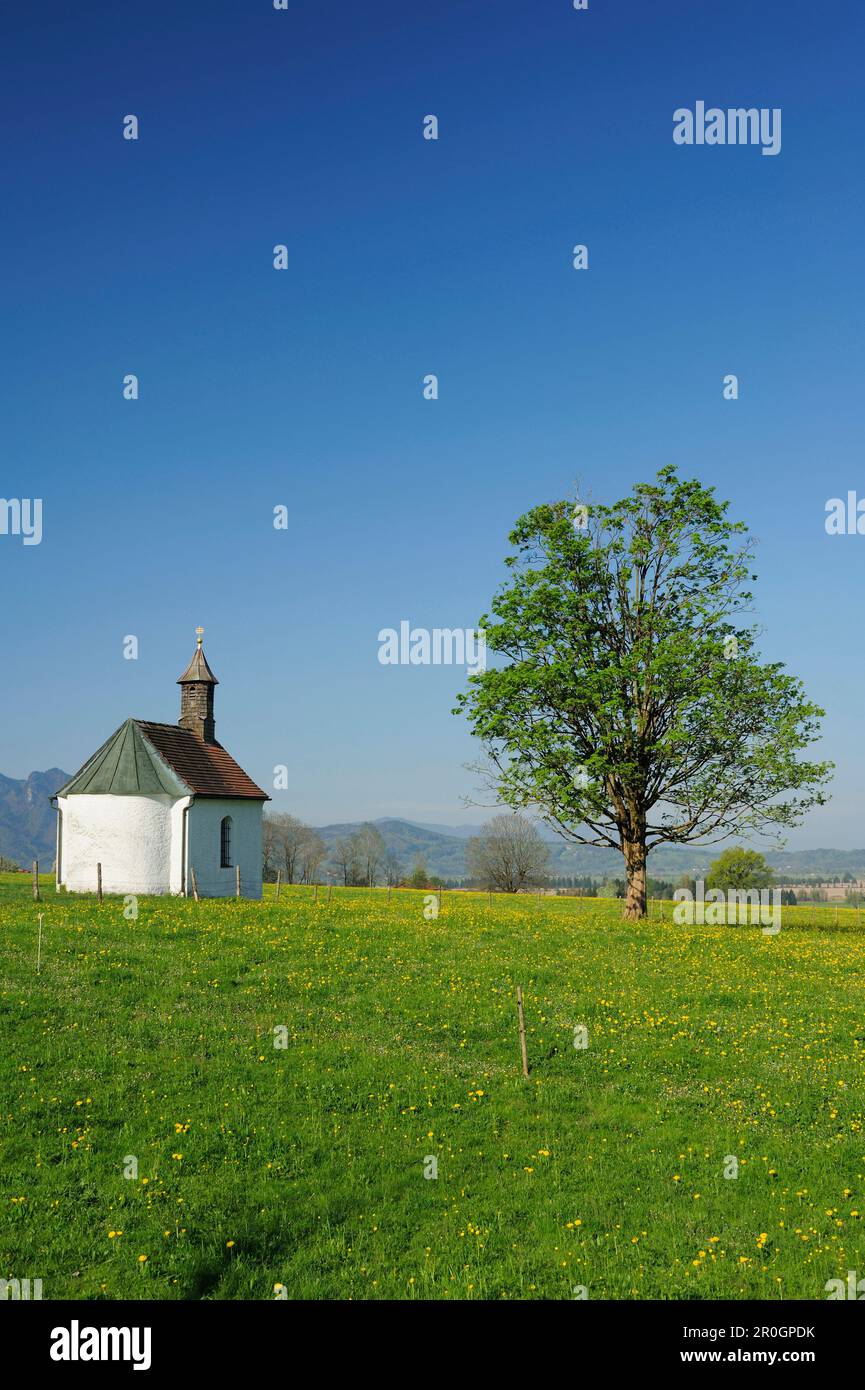 Chapel on meadow, Werdenfelser Land, Upper Bavaria, Bavaria, Germany Stock Photo