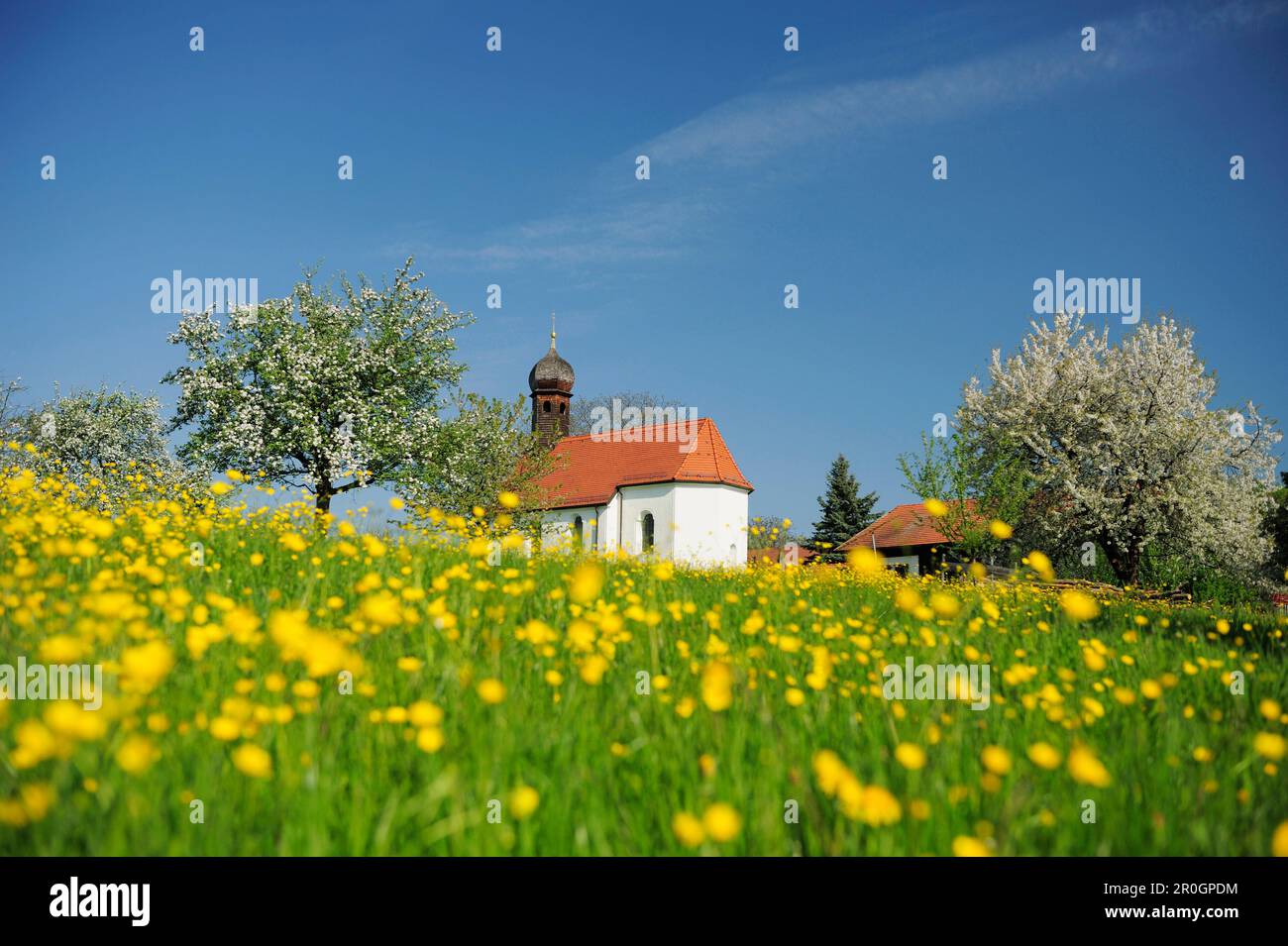 Chapel on flower meadow with fruit trees in blossom, Upper Bavaria, Bavaria, Germany Stock Photo
