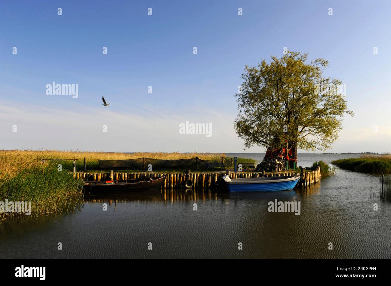 Fisching boats in harbor, Zempin, Achterwasser, Usedom, Mecklenburg-Western Pomerania, Germany Stock Photo