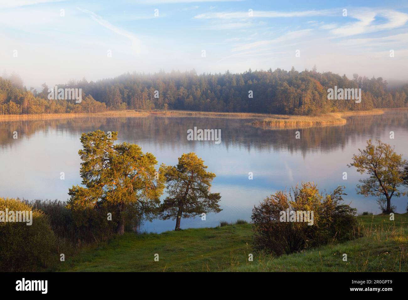 Lake Fohnsee in morning light, Iffeldorf, Osterseen, Upper Bavaria ...