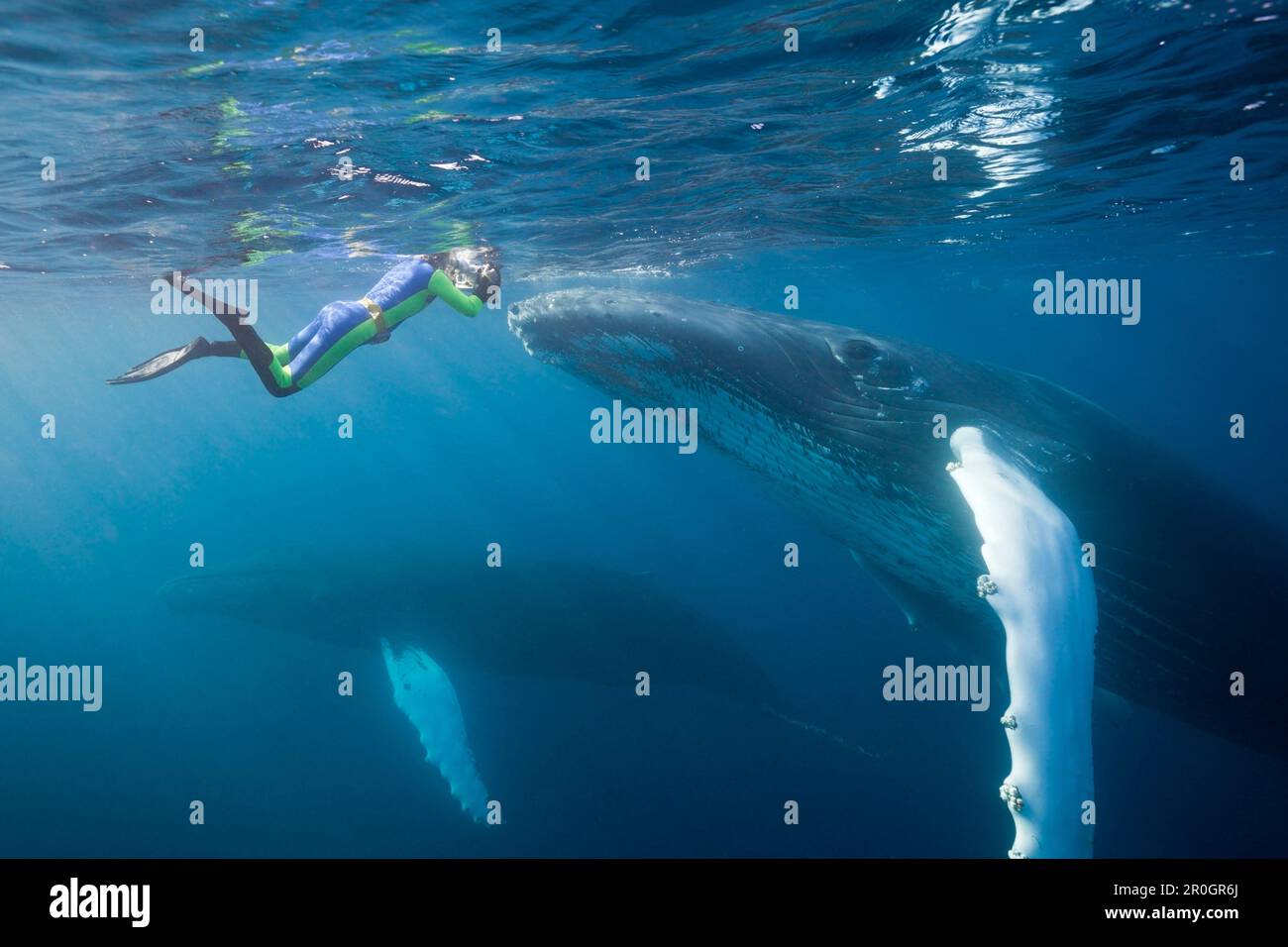 Snorkeler and Humpback Whale, Megaptera novaeangliae, Silver Bank, Atlantic Ocean, Dominican Republic Stock Photo