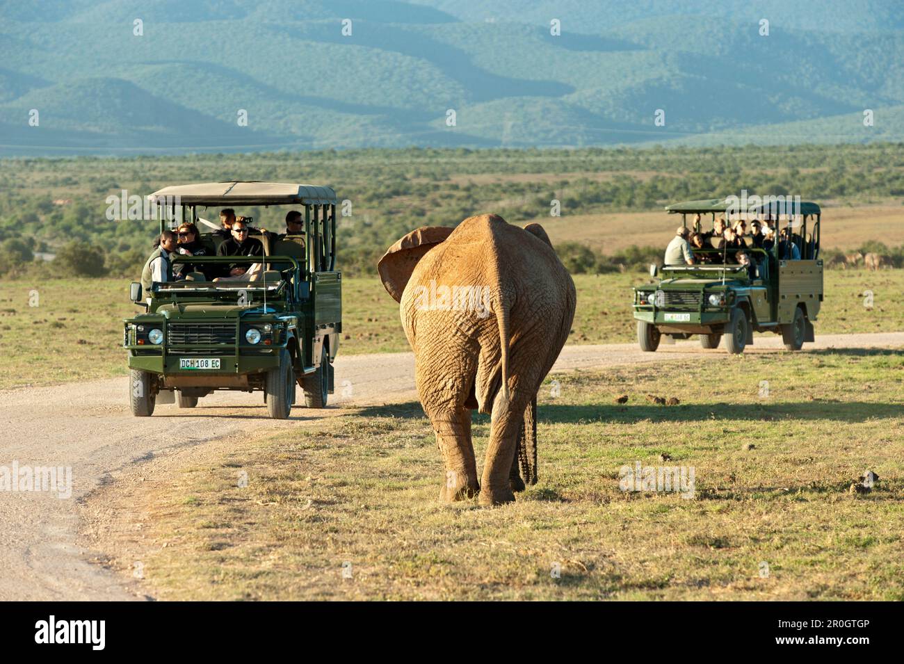 Tourists inside of road vehicles at Addo Elephant National Park, Eastern Cape, South Africa Stock Photo