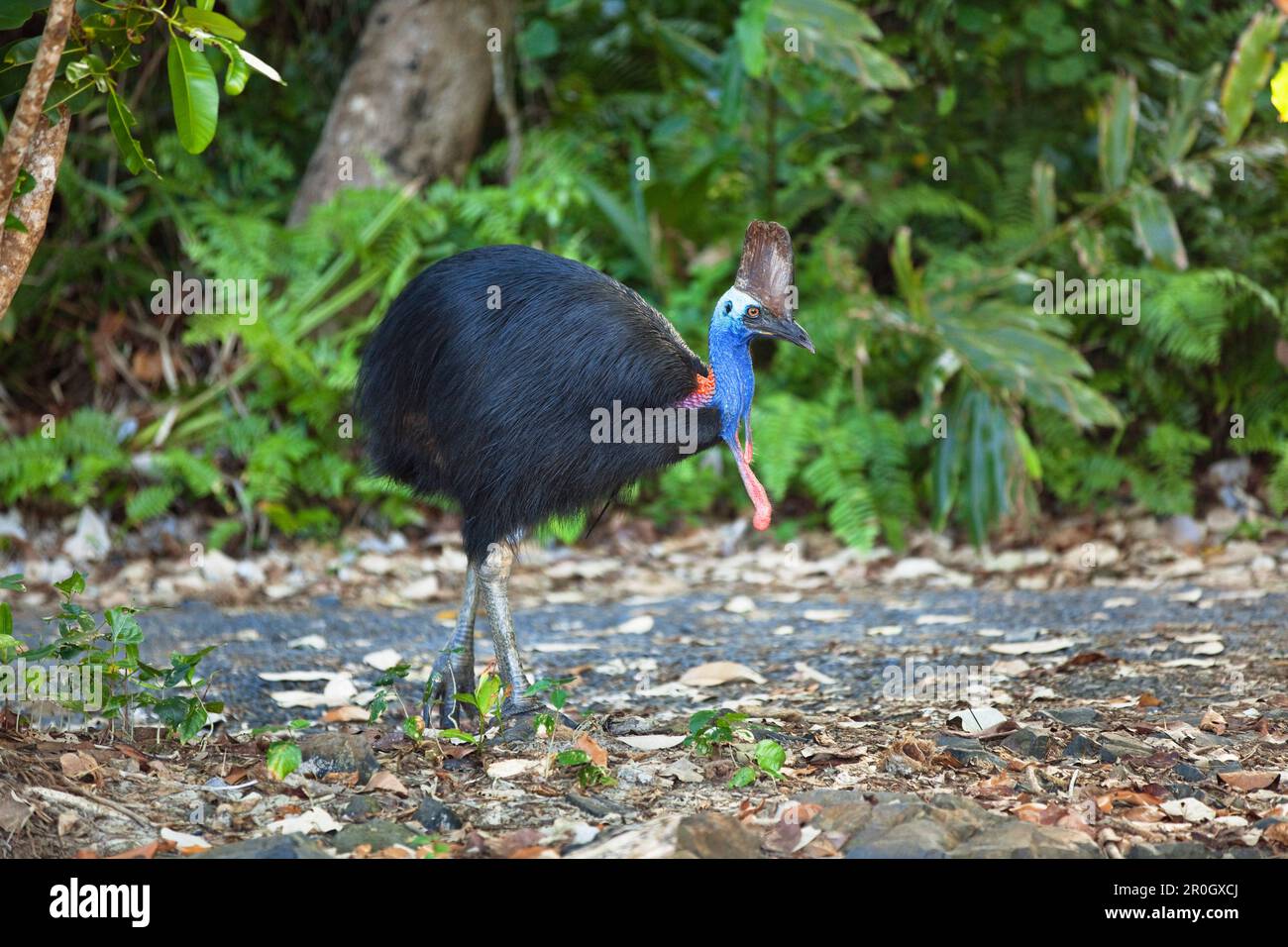 Southern Cassowary female in the rainforest, Casuarius casuarius, Moresby Range, Queensland, Australia Stock Photo