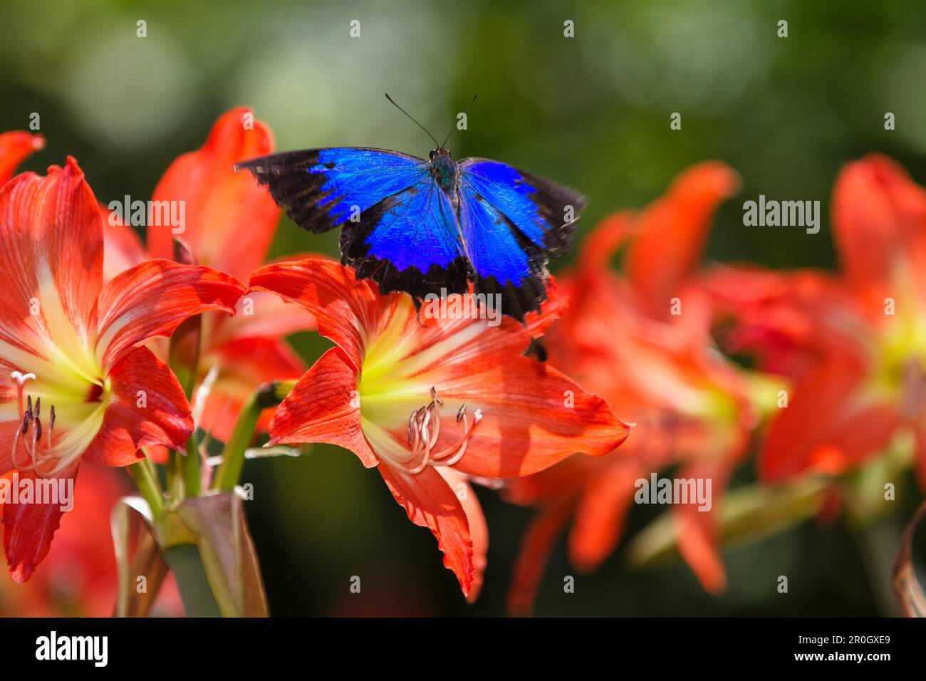 Ulysses butterfly on lilies, Papilio ulysses, Atherton Tablelands