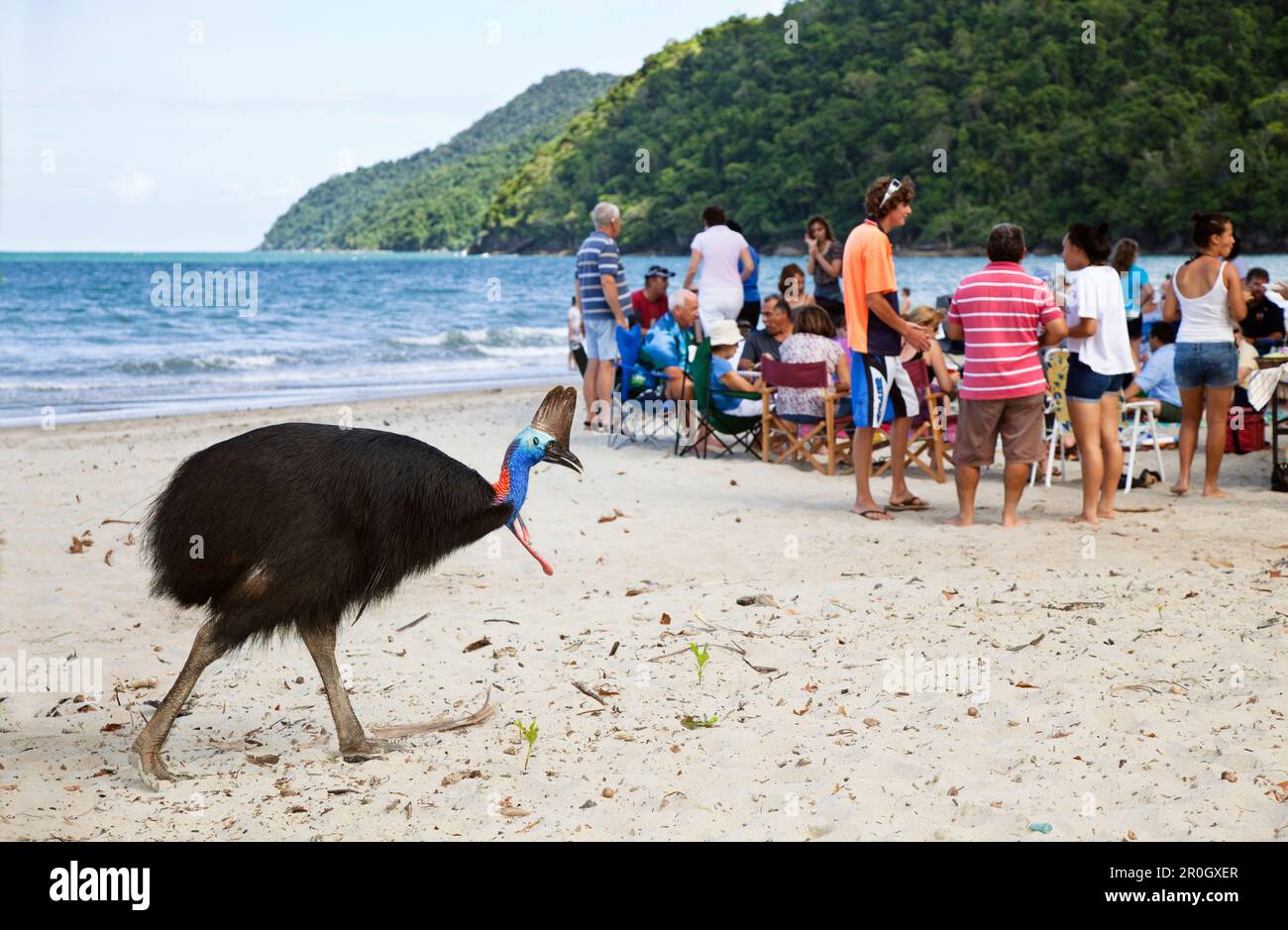 Southern Cassowary female and tourists on the beach, Casuarius casuarius, Moresby Range, Queensland, Australia Stock Photo