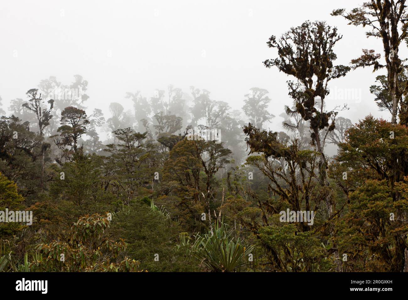 Cloud Forest Pass-Valley, Baliem Valley, West Papua, Indonesia Stock Photo