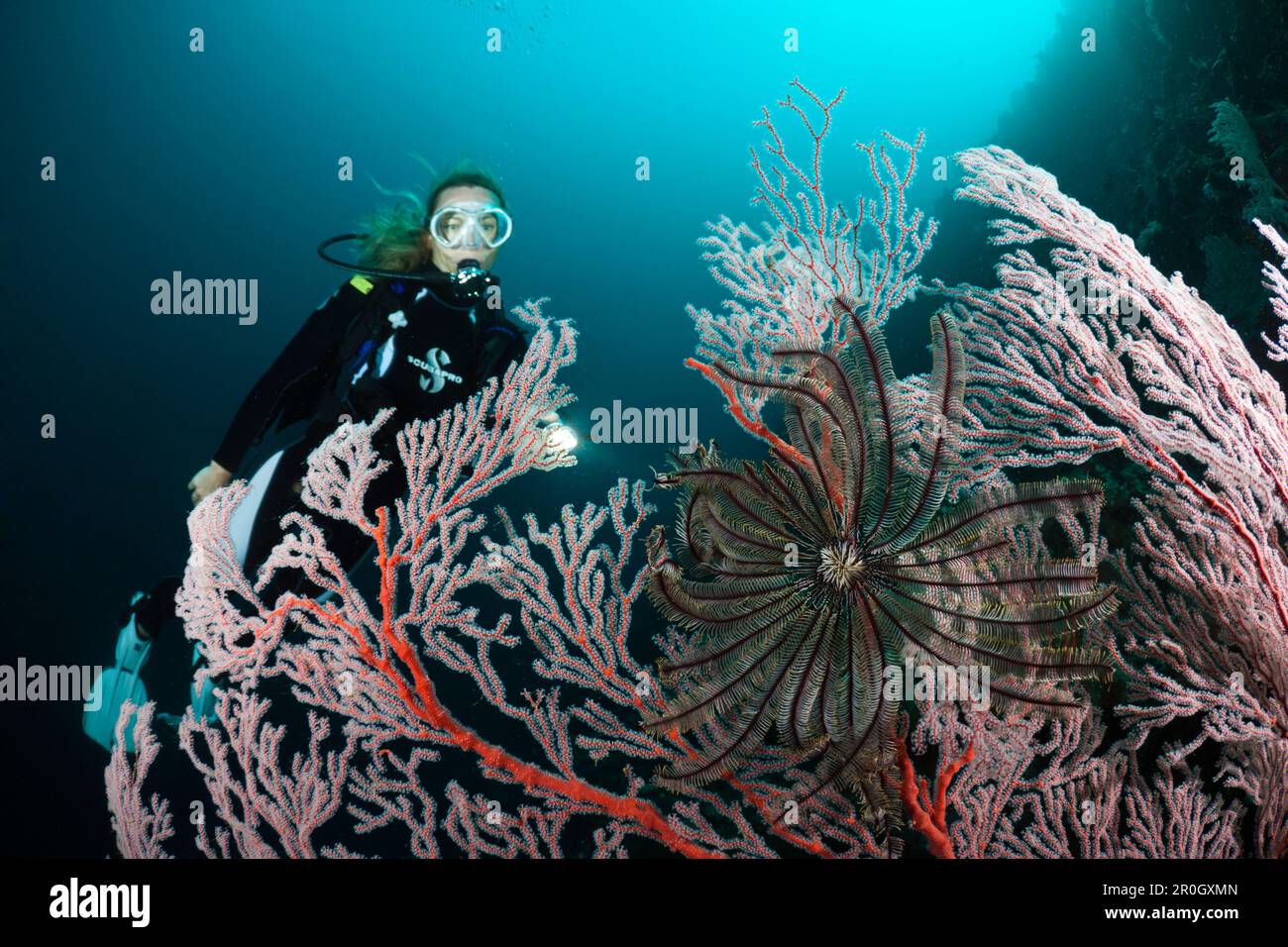 Scuba Diver and Seafan, Melithaea sp, Cenderawasih Bay, West Papua, Papua New Guinea, New Guinea, Oceania Stock Photo
