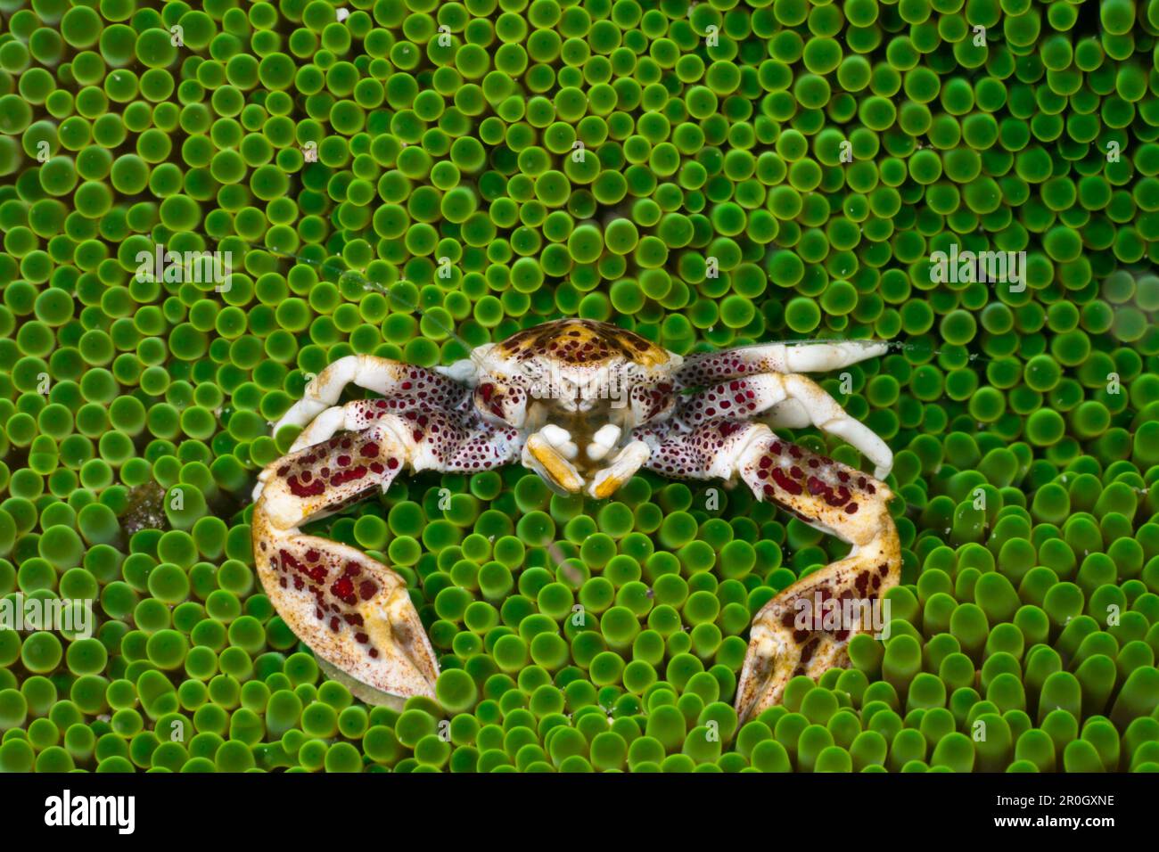 Porcelain Crab in Sea Anemone, Neopetrolisthes oshimai, Cenderawasih Bay, West Papua, Papua New Guinea, New Guinea, Oceania Stock Photo