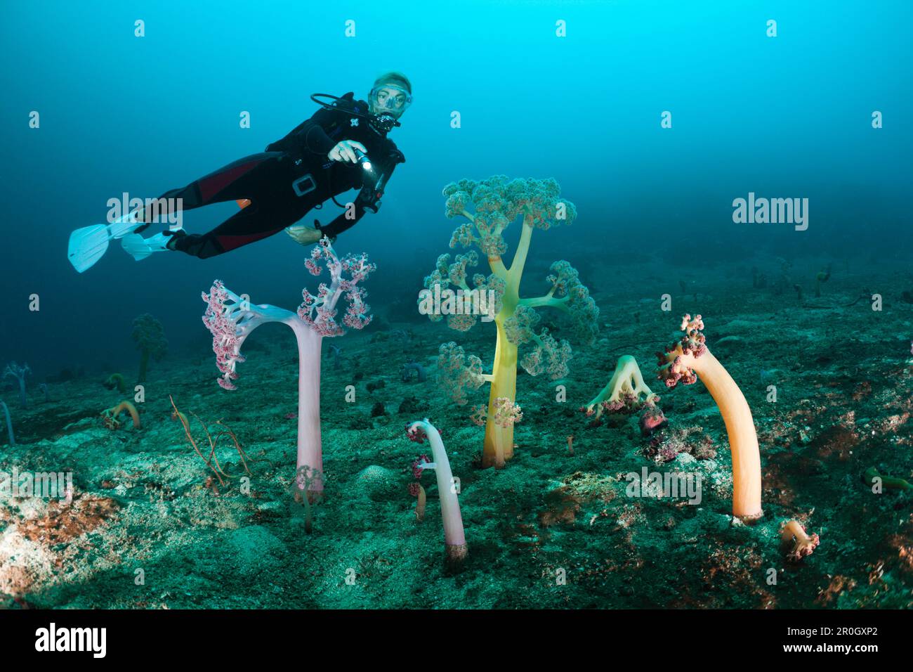 Soft Corals and Scuba Diver, Umbellulifera sp, Cenderawasih Bay, West Papua, Papua New Guinea, New Guinea, Oceania Stock Photo