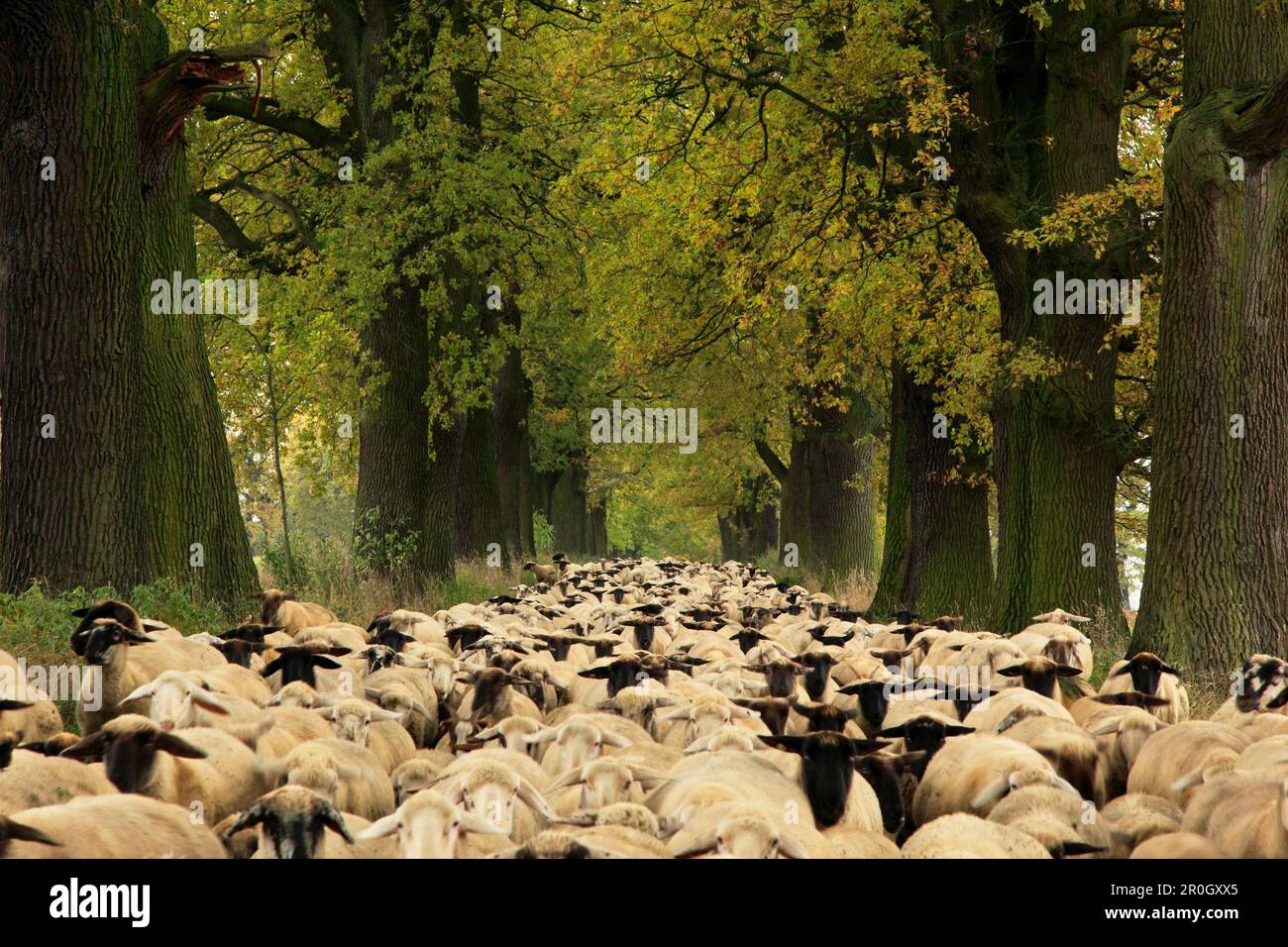 Alley with oak trees hessen hi-res stock photography and images - Alamy