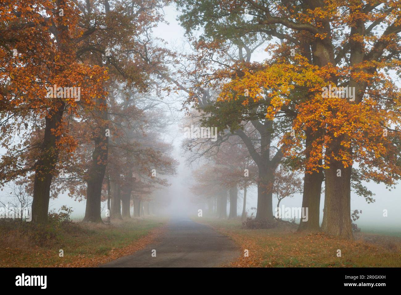 Autumnal oak alley in the fog, Hofgeismar, Hesse, Germany, Europe Stock Photo