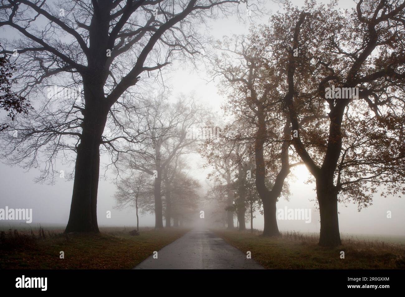 Autumnal oak alley in the fog, Hofgeismar, Hesse, Germany, Europe Stock Photo