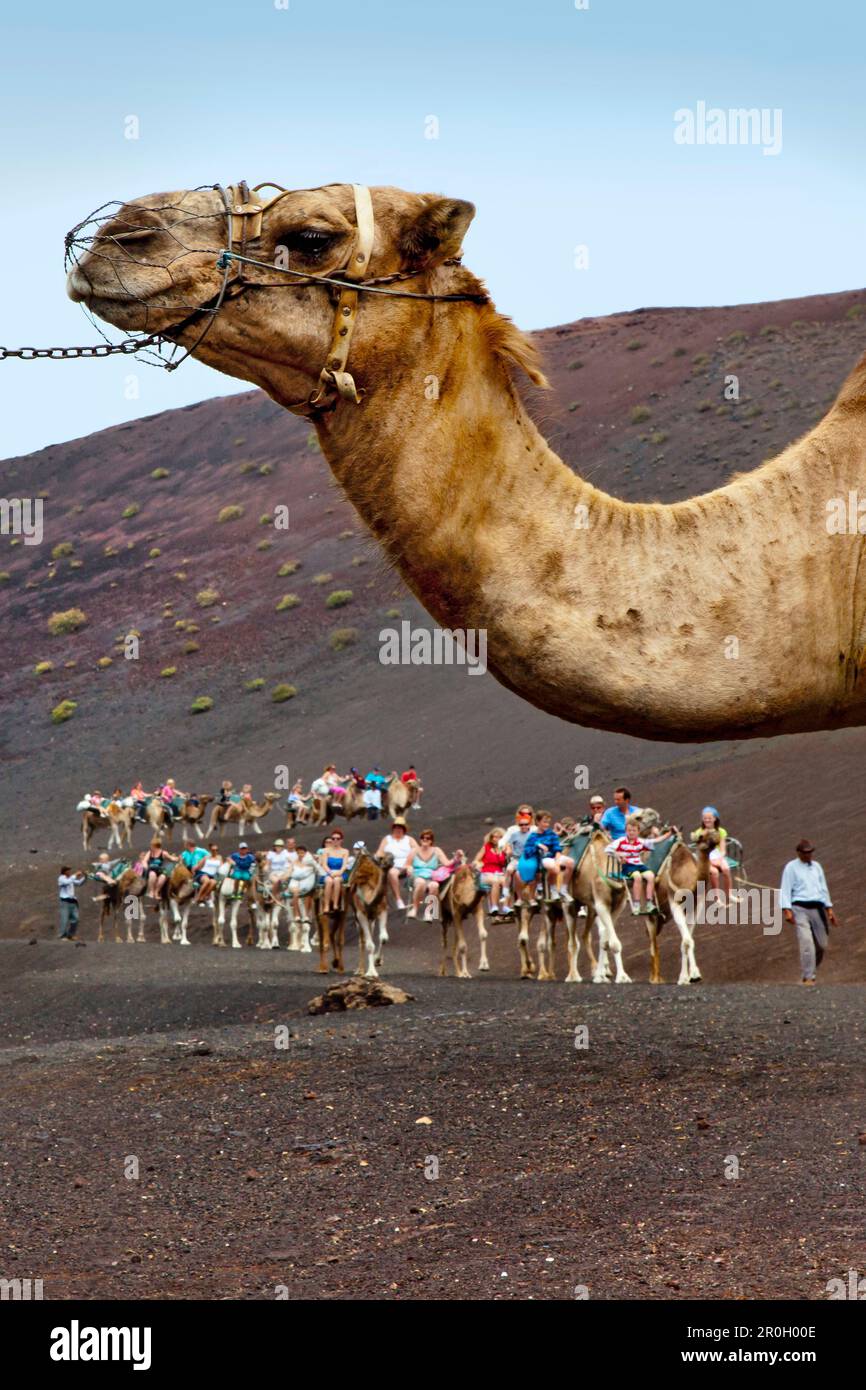 People riding camels in volcanic landscape, Timanfaya National Park ...