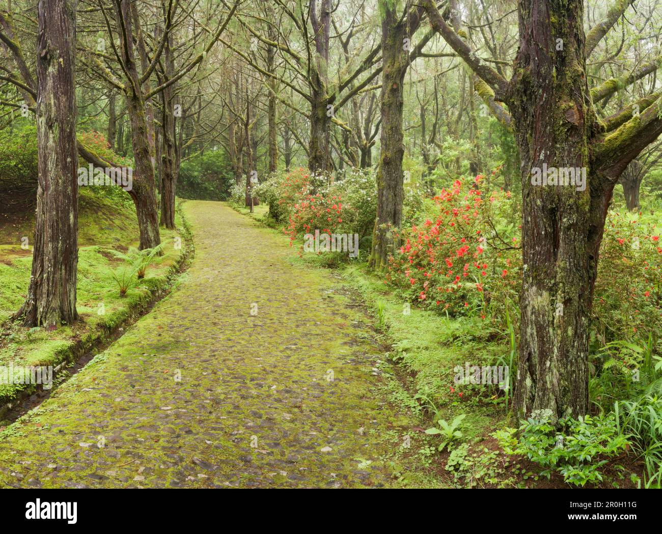 Mossy way in the forest, Caldeirao Verde, Queimadas Forest Park, Madeira, Portugal Stock Photo