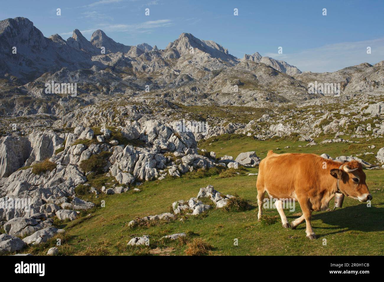 Cow on a mountain pasture, western Picos de Europa, Parque Nacional de los Picos de Europa, Picos de Europa, province of Asturias, Principality of Ast Stock Photo
