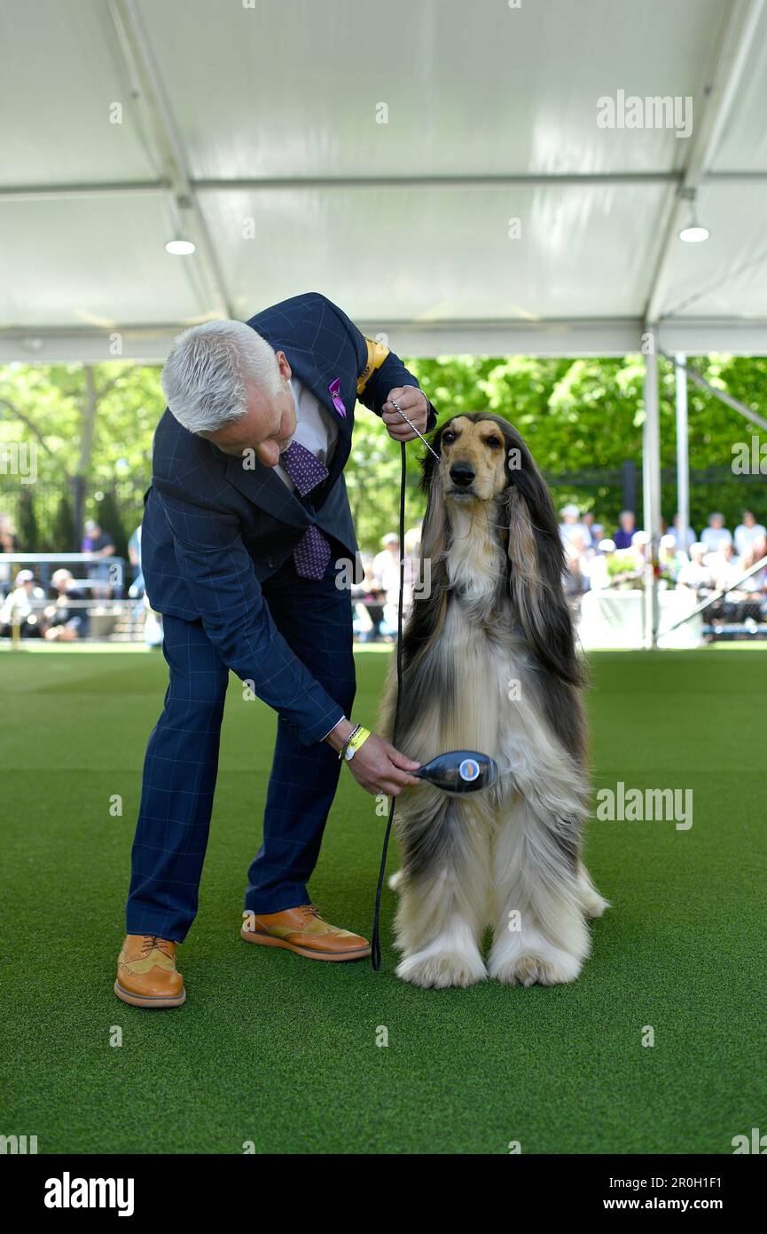 New York, USA. 08th May, 2023. An Afghan Hound is brushed by its