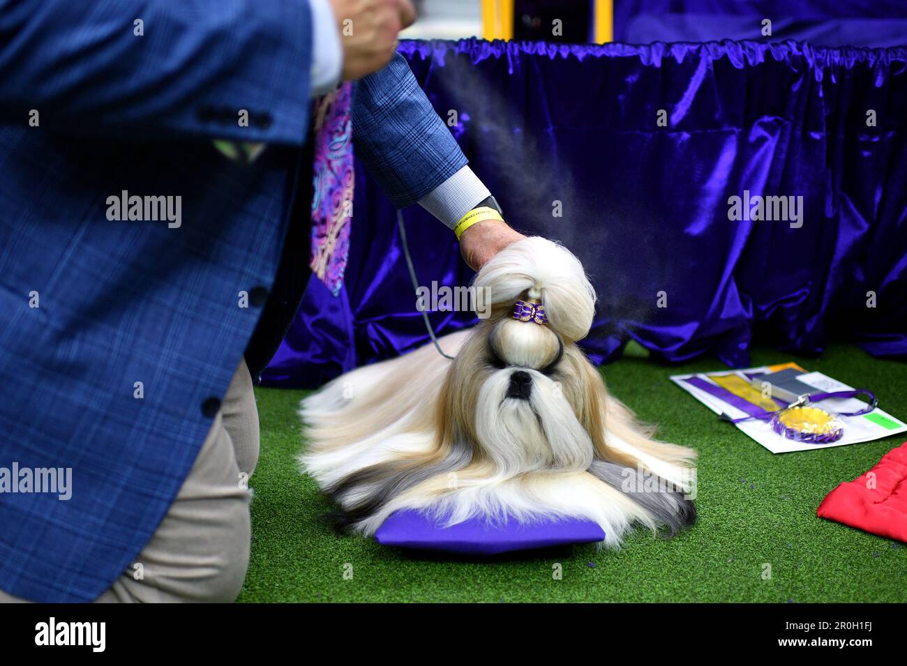 New York, USA. 08th May, 2023. Breeder-Owner-Handler Luke Ehricht sprays down his Shih Tzu named ‘ Comet' moments before competition on day one of group judging at the 147th Westminster Kennel Club Dog Show at the USTA Billie Jean King National Tennis Center in Flushing Meadows-Corona Park, Queens, New York, Monday May 8, 2023. (Photo by Anthony Behar/Sipa USA) Credit: Sipa USA/Alamy Live News Stock Photo