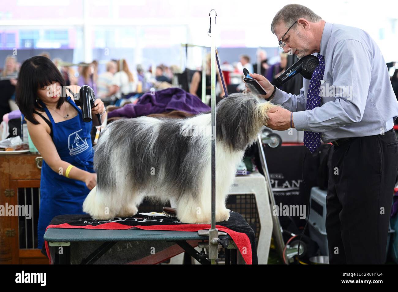 New York, USA. 08th May, 2023. Annie Choi (l) and Greg Strong (r) prepare ‘Michael', a Polish Lowland Sheepdog for competition on day one of group judging at the 147th Westminster Kennel Club Dog Show at the USTA Billie Jean King National Tennis Center in Flushing Meadows-Corona Park, Queens, New York, Monday May 8, 2023. (Photo by Anthony Behar/Sipa USA) Credit: Sipa USA/Alamy Live News Stock Photo
