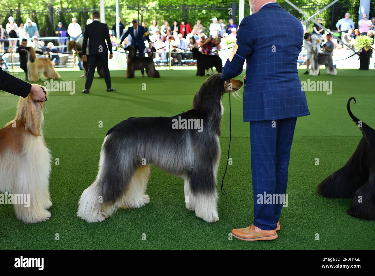 Kennel club cheap hounds