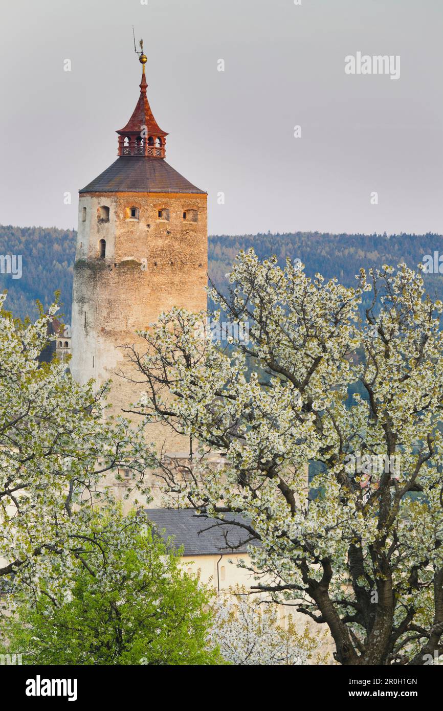Blooming cherry trees in front of Forchtenstein castle, Burgenland, Austria, Europe Stock Photo