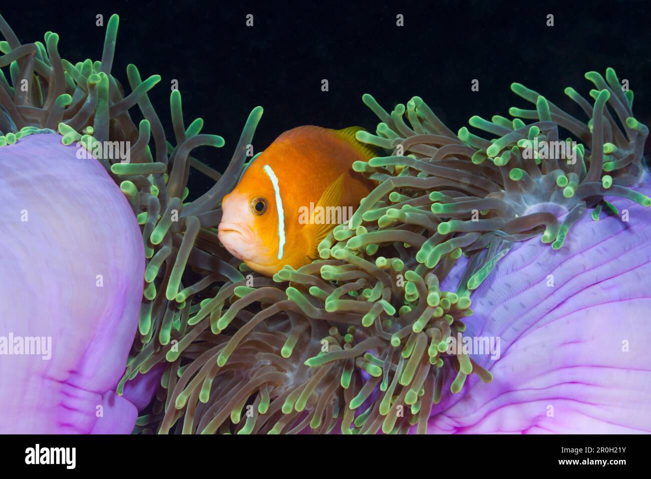 Endemic Maldives Anemonefish in Magnificent Anemone, Amphiprion nigripes, Heteractis magnifica, Baa Atoll, Indian Ocean, Maldives Stock Photo
