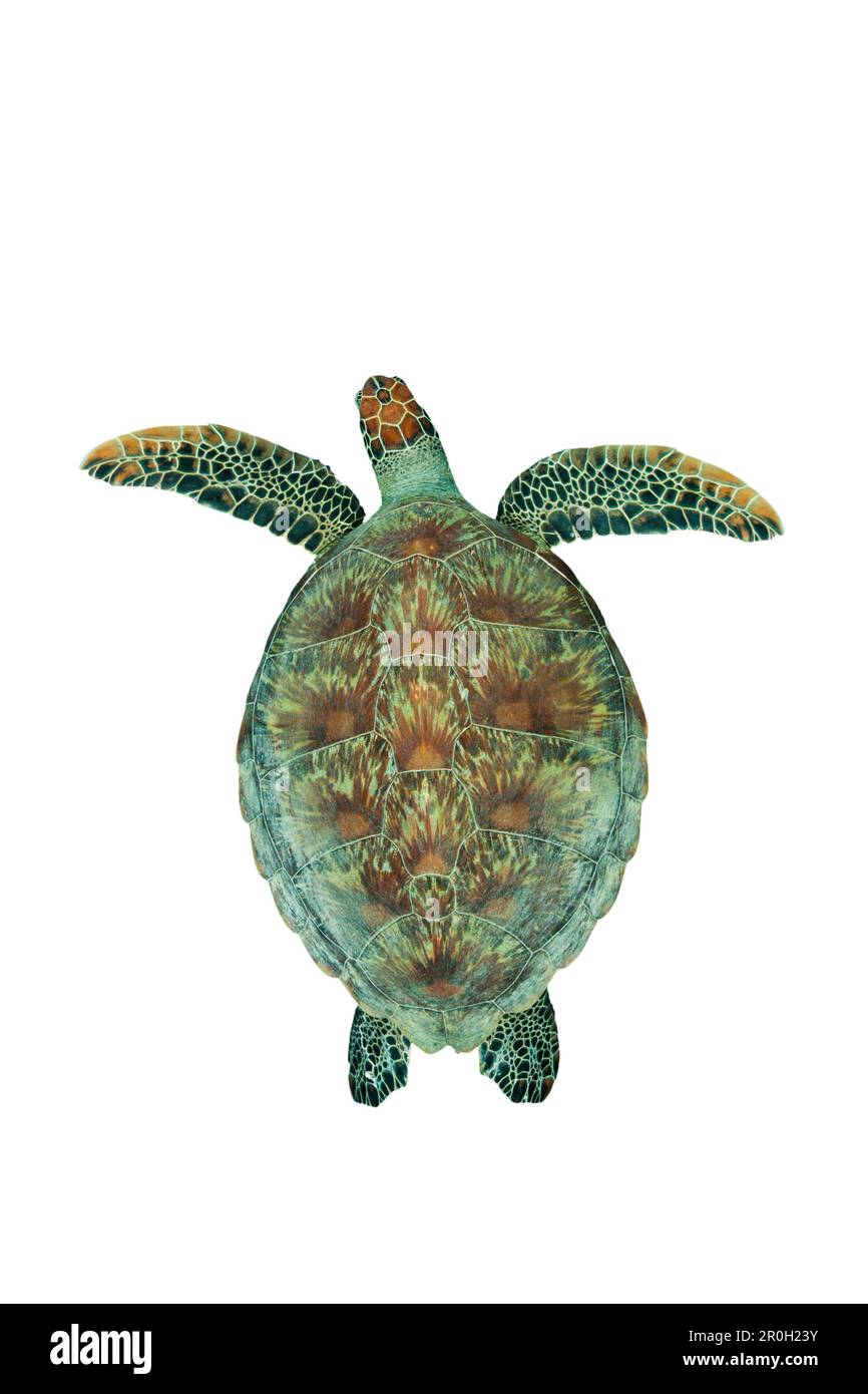 Green Sea Turtle, Chelonia mydas, Baa Atoll, Indian Ocean, Maldives ...