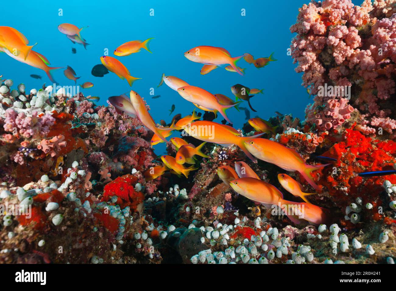 Shoal of Threadfin Anthias in Coral Reef, Nemanthias carberryi, Baa Atoll, Indian Ocean, Maldives Stock Photo
