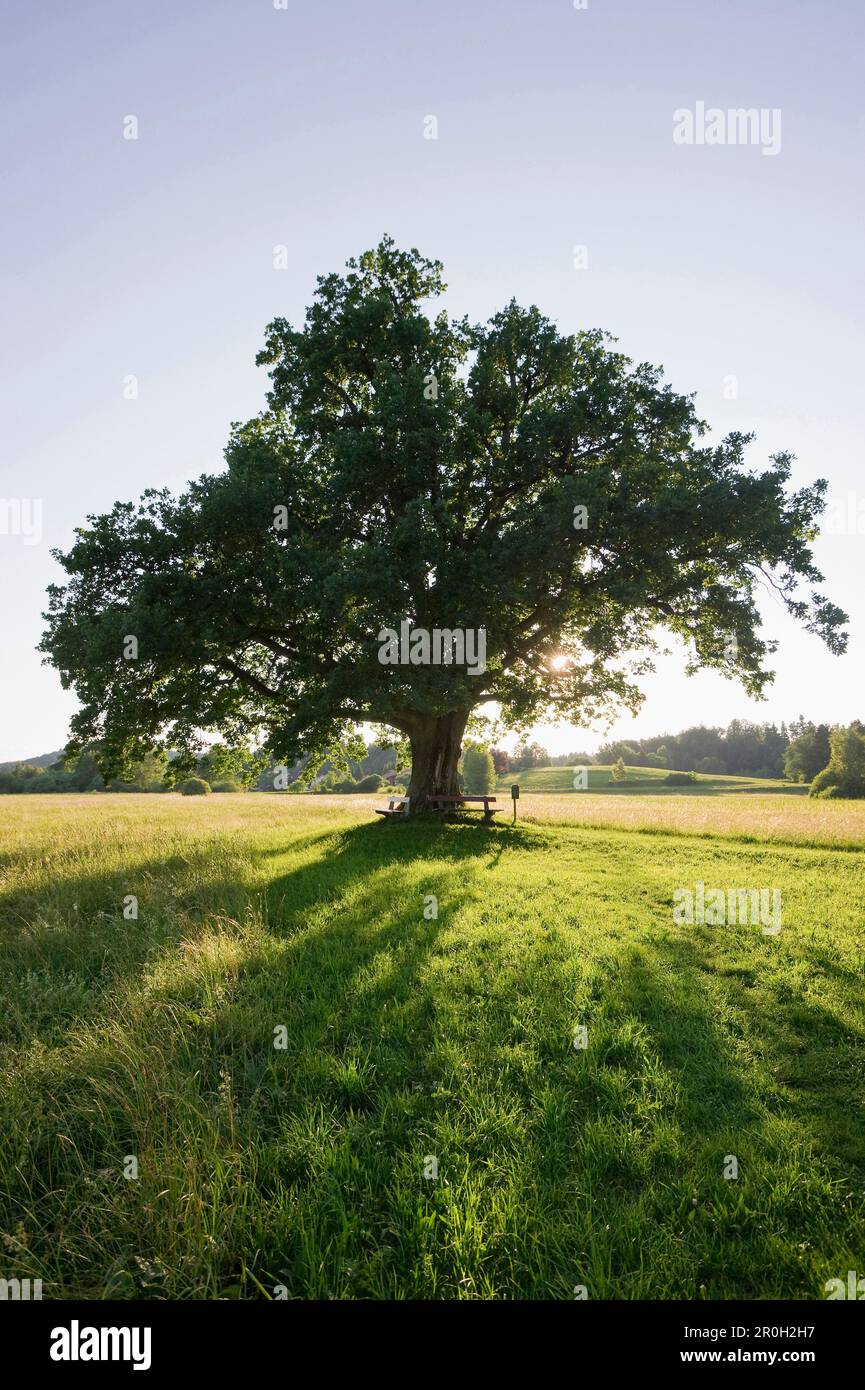 Mozart oak tree at sunset at Seeon Abbey, beneath which Mozart was said to have sat, Seeon, Chiemgau, Bavaria, Germany Stock Photo