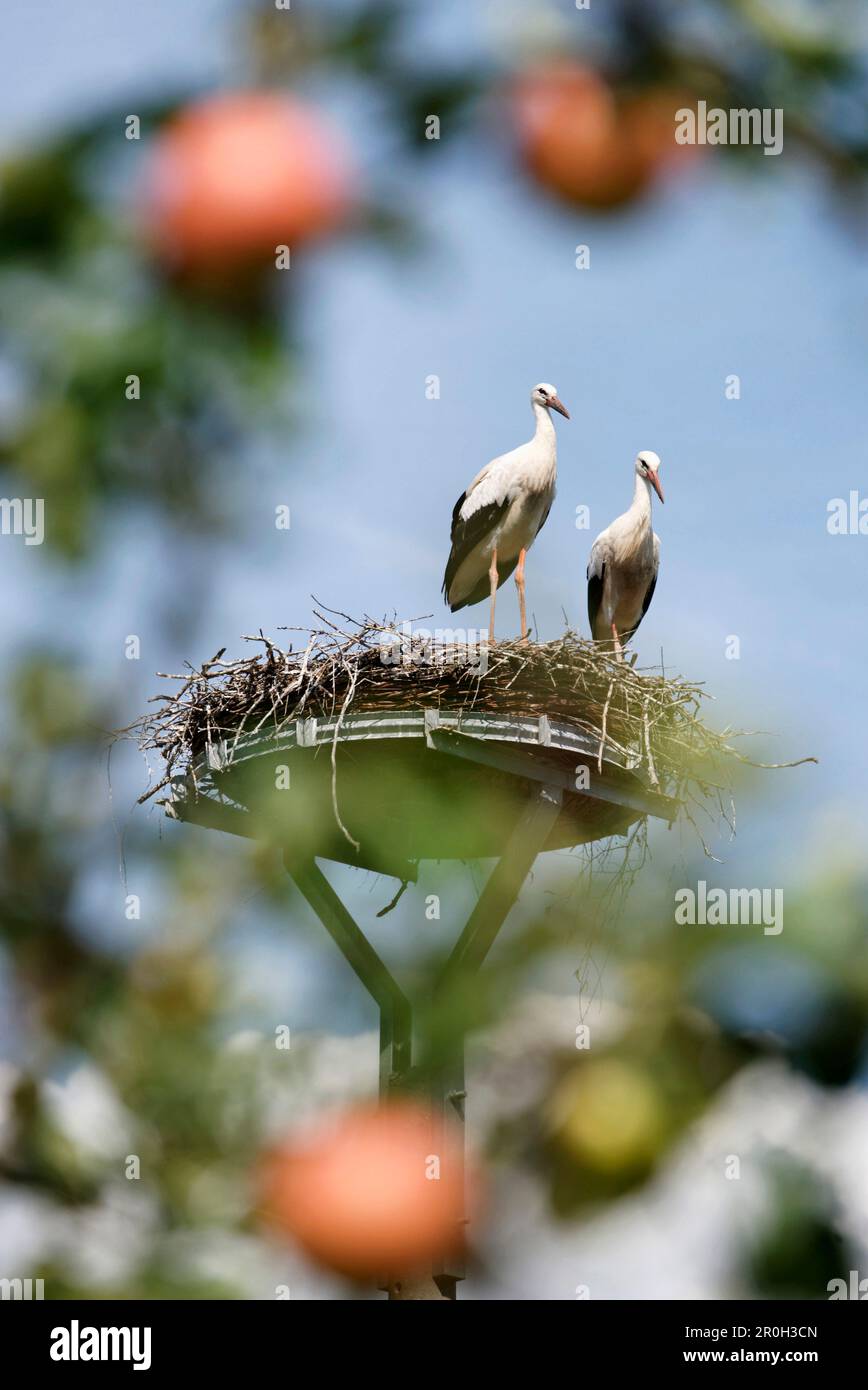 View through an apple tree onto a stork's nest in Neuendorf, Beeskow, Land Brandenburg, Germany, Europe Stock Photo