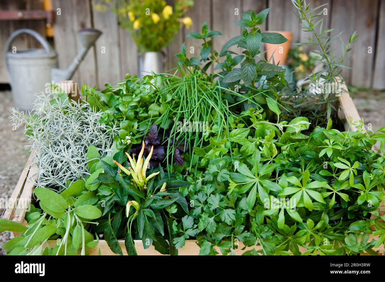 Homegrown herbs and wild herbs, herbage, in a garden, Homegrown, Bavaria, Germany Stock Photo