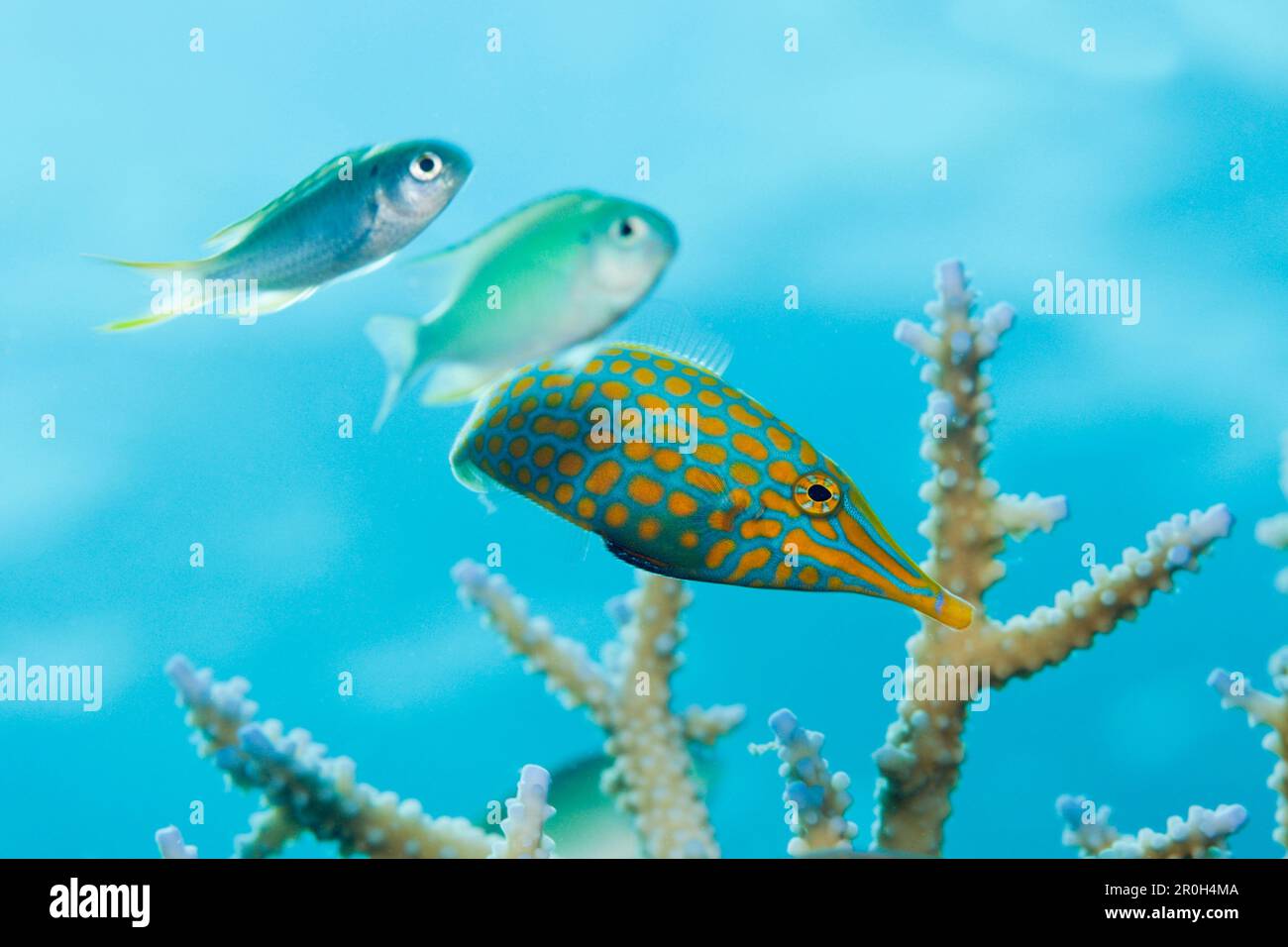 Longnose Filefish, Oxymonacanthus longirostris, Thaa Atoll, Maldives Stock Photo