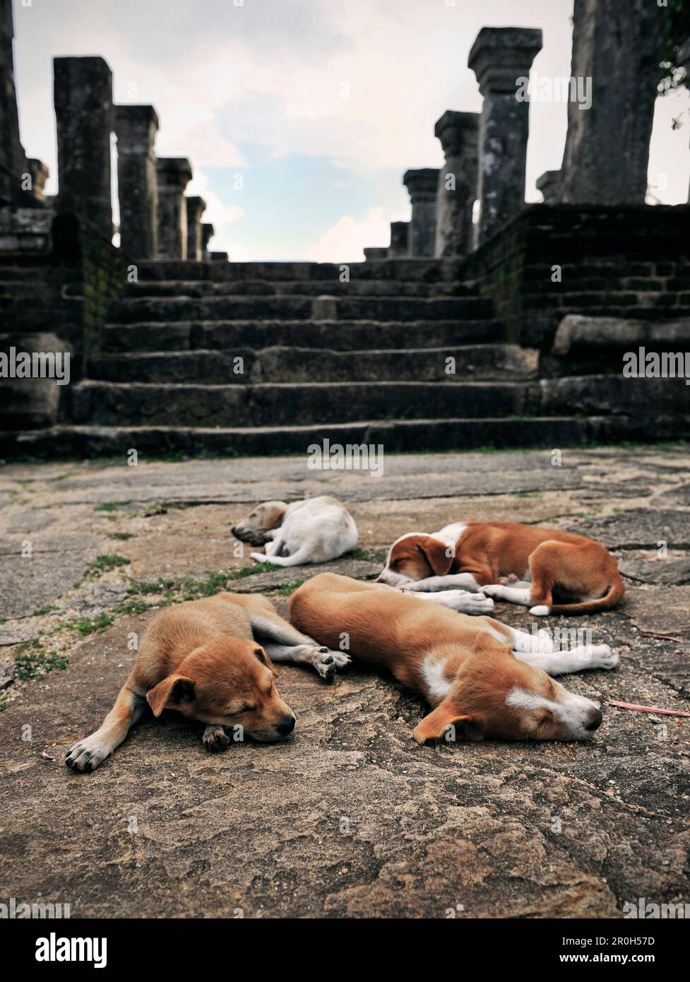 Puppies resting in front of temple ruin, cultural triangle, Gal Vihara ...