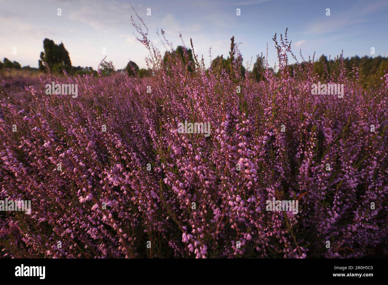 Close up of blooming heather, Lueneburg Heath, Lower Saxony, Germany, Europe Stock Photo