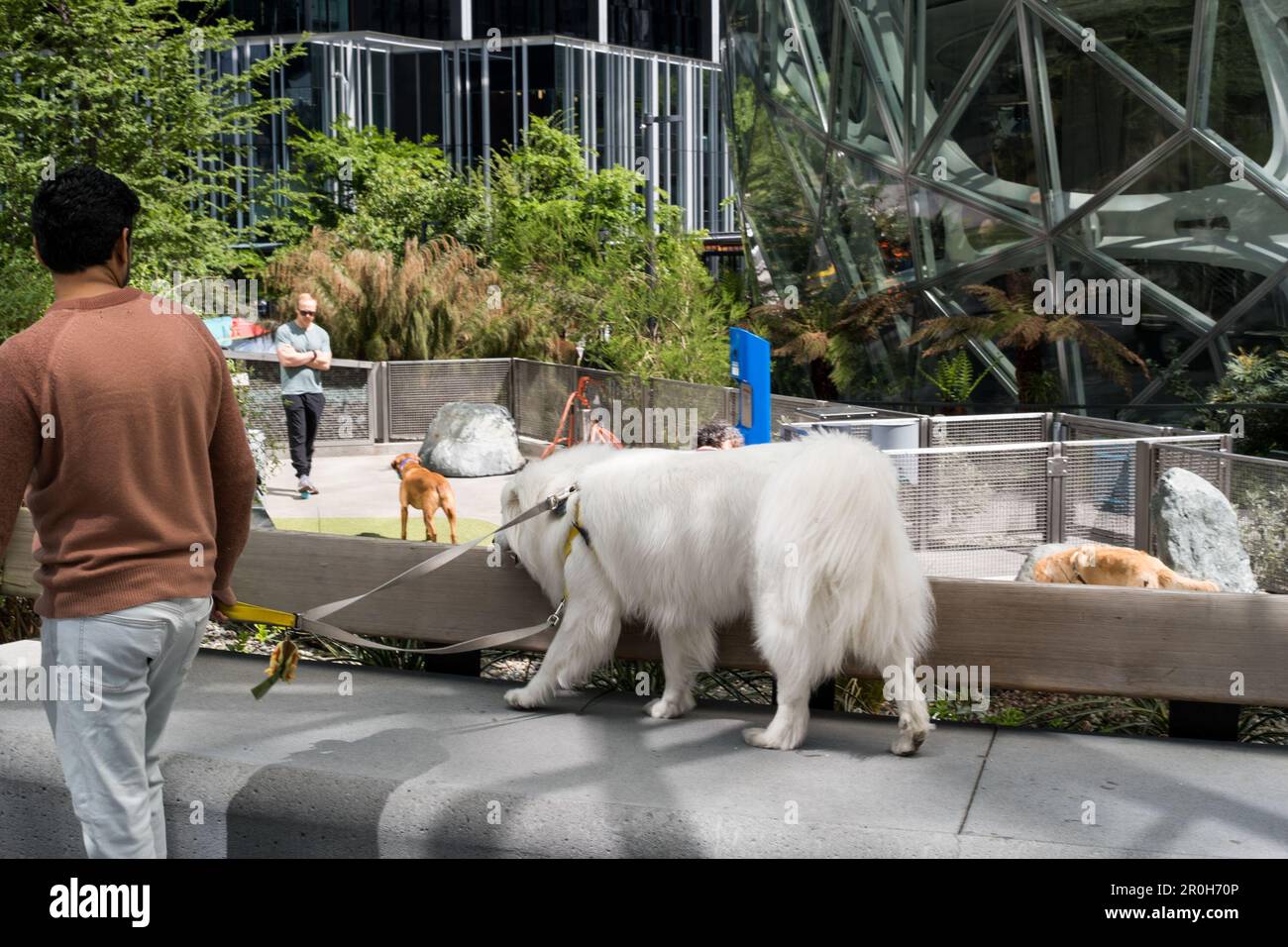 Seattle, USA. 8 May, 2023. Employees at the dog park at the Spheres
