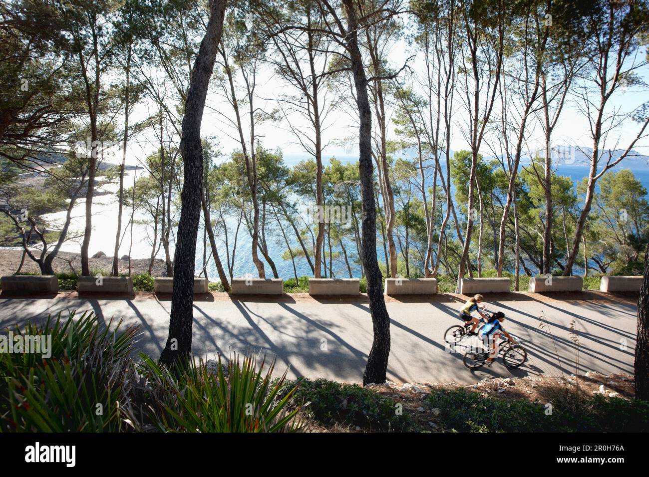 Coastal road through pine tree forest, leading to S'Illot chapel, view over Playa S'Illot beach, Alcudia peninsula, bay of Pollenca, Mallorca, Baleari Stock Photo