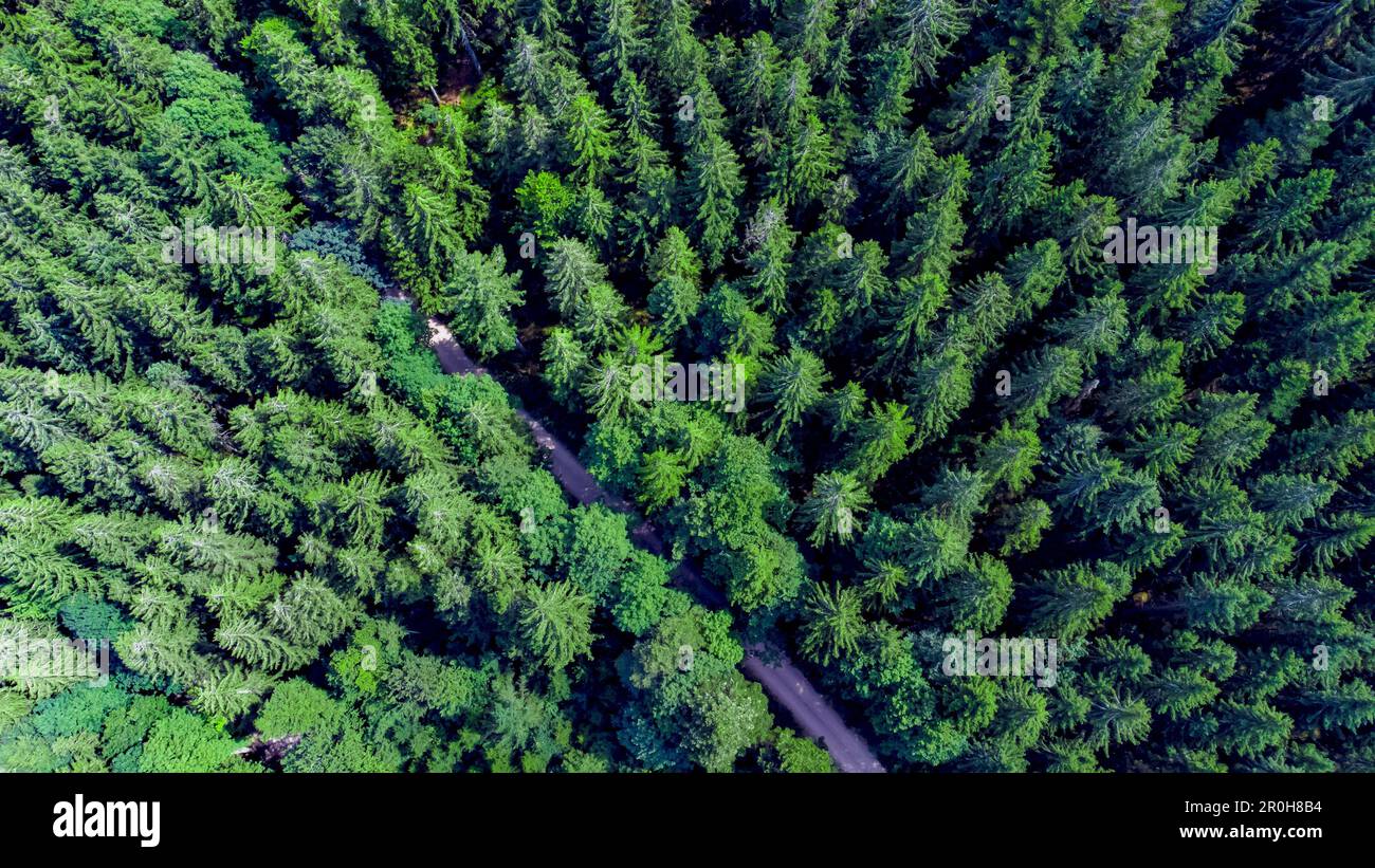 Aerial view of a winding dirt road cutting through a dense forest of ...