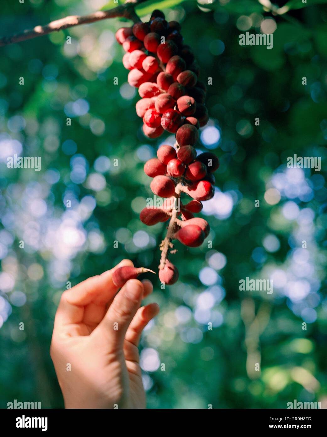 PERU, Amazon Rainforest, South America, Latin America, closeup of a human hand picking fruit