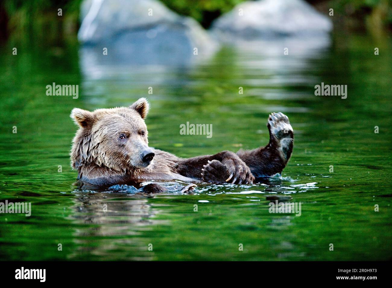 USA, Alaska, grizzly bear floating, Wolverine Cove, Redoubt Bay Stock