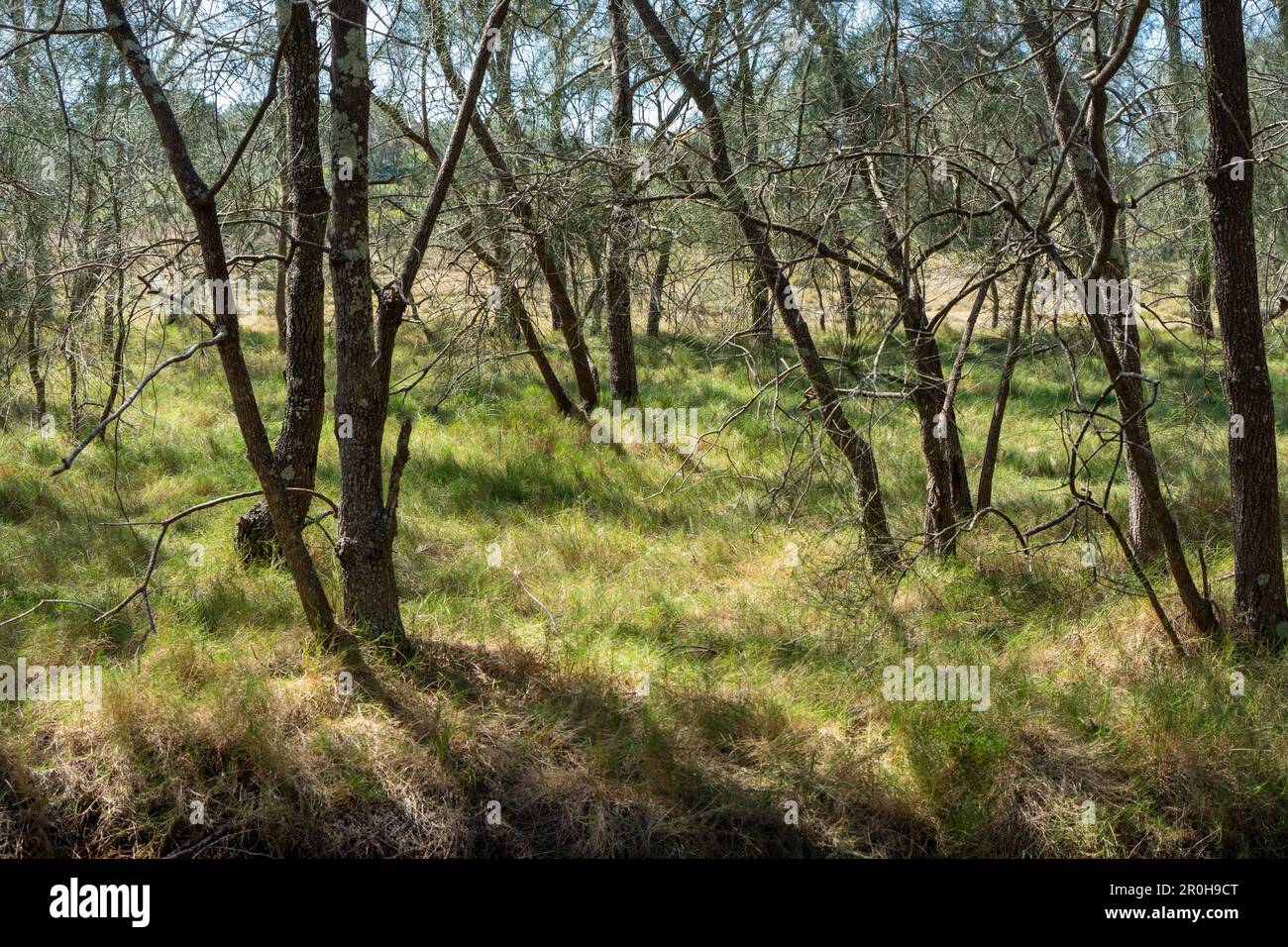 Landscape with lush green grass beneath casuarina trees in the coastal