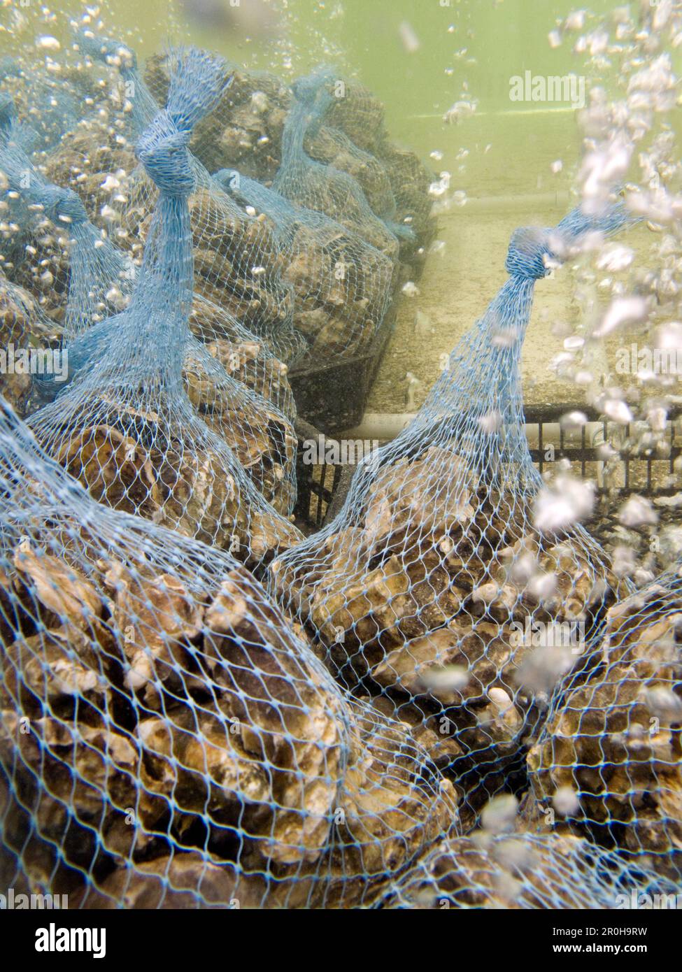 USA, California, fresh oysters awaiting sale, Tomales Bay Stock Photo