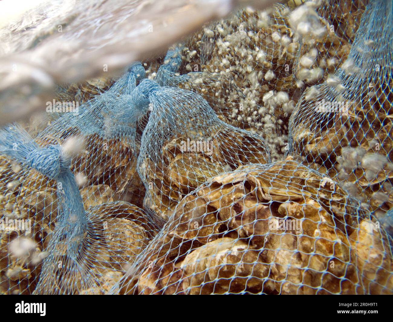 USA, California, fresh oysters awaiting sale, Tomales Bay Stock Photo