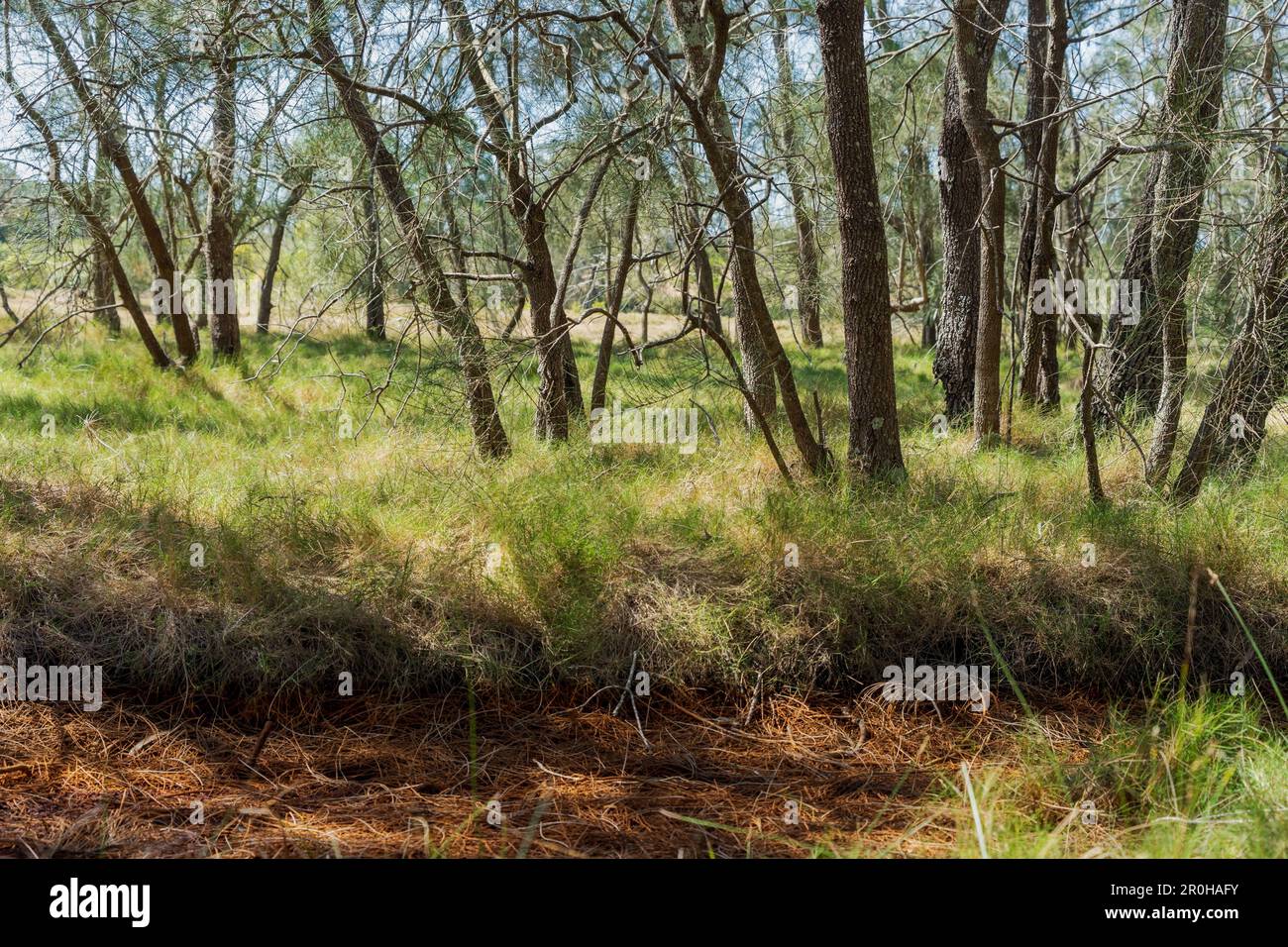 Landscape with lush green grass beneath casuarina trees in the coastal wetlands at Lota, Queensland, Australia Stock Photo
