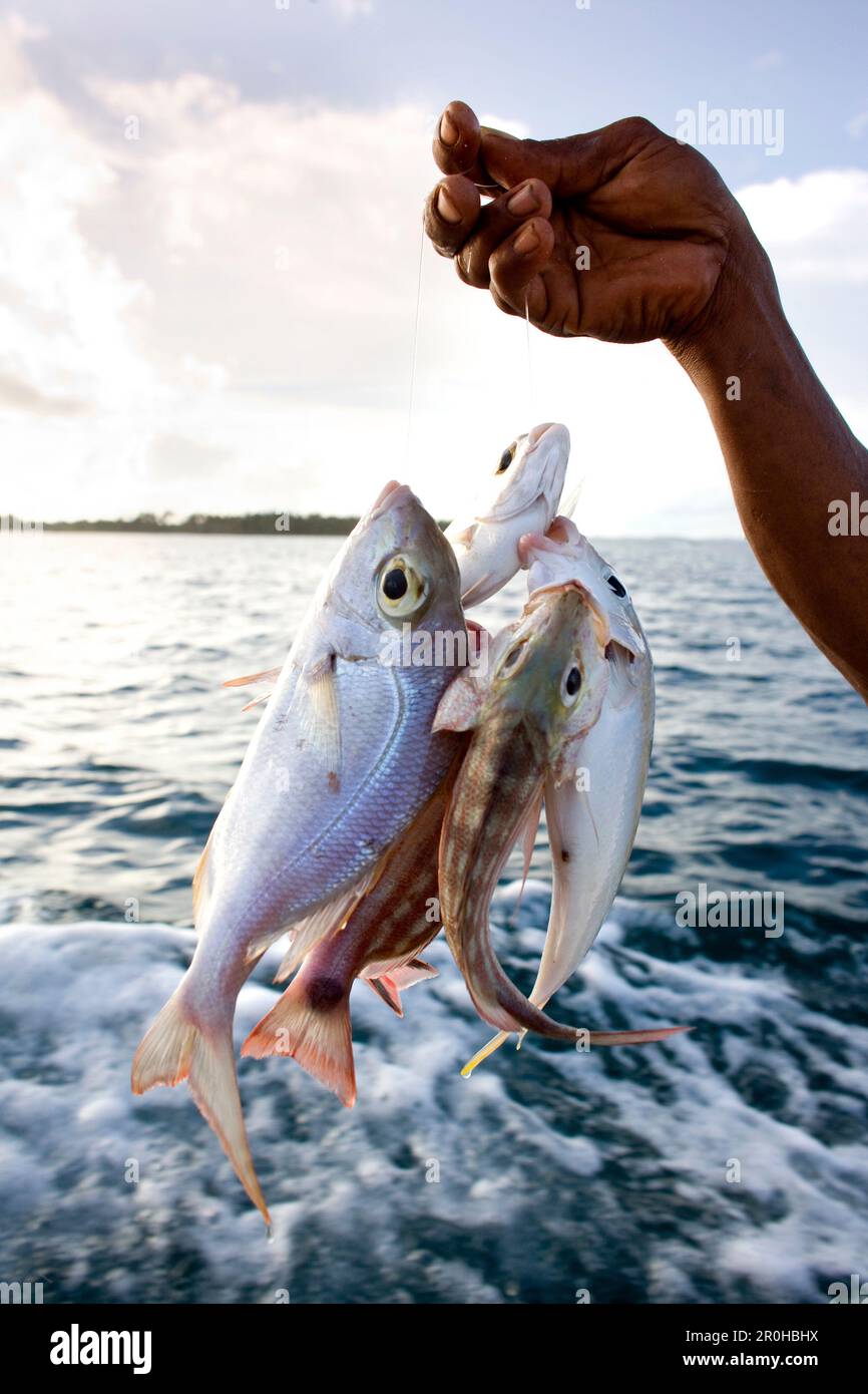 INDONESIA, Mentawai Islands, Kandui Resort, person holding freshly caught fish Stock Photo