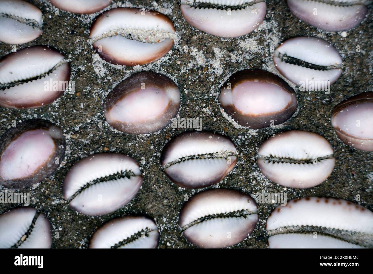 INDONESIA, Mentawai Islands, close-up of Cowrie Shells Stock Photo