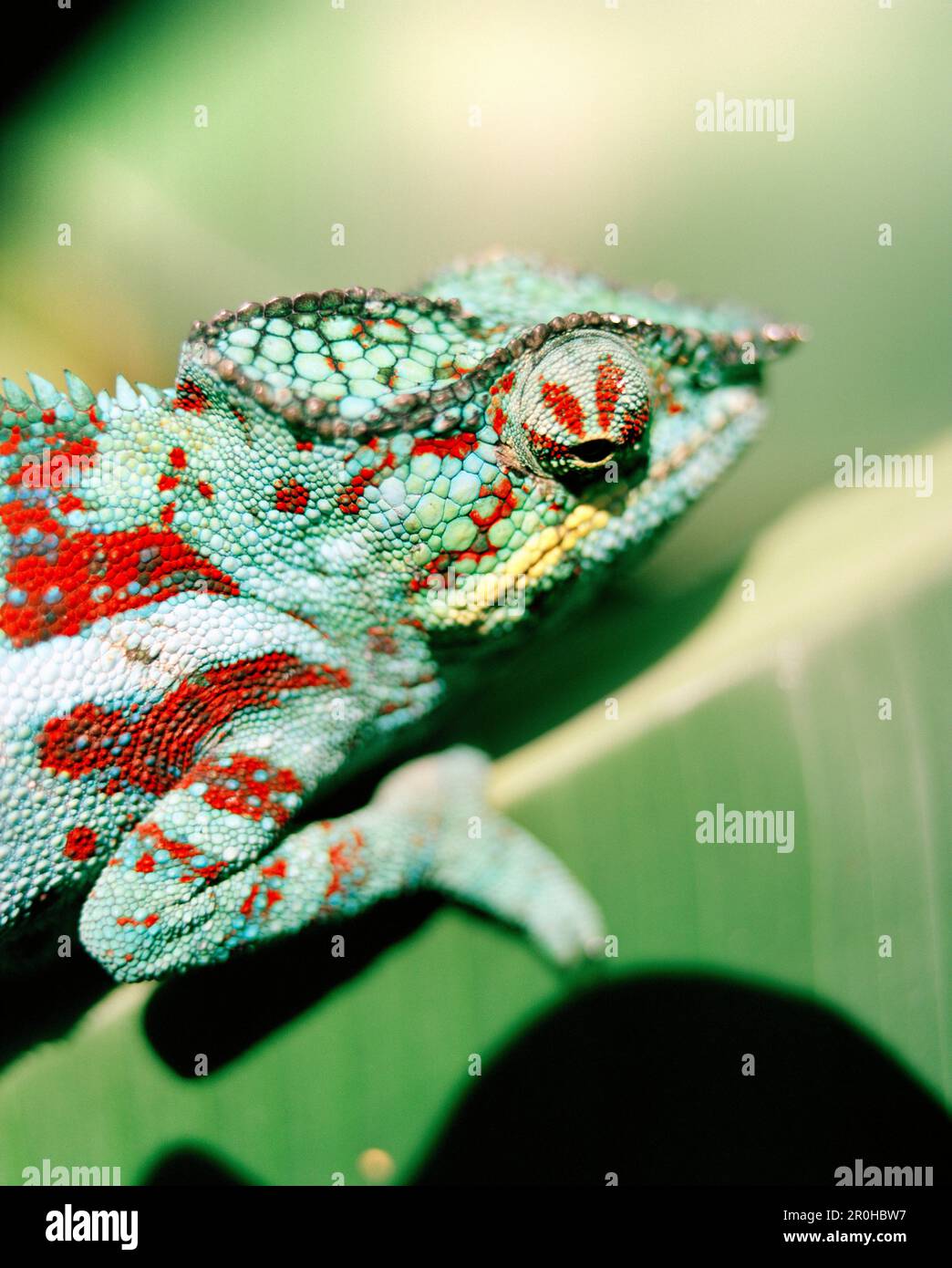 MADAGASCAR, chameleon, close-up, Mandraka Reptile Park, Tana Stock