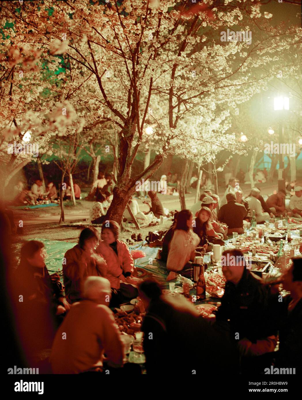 JAPAN Kyushu People Picnicking Under Cherry Blossom Trees Cherry japan-kyushu-people-picnicking-under-cherry-blossom-trees-cherry